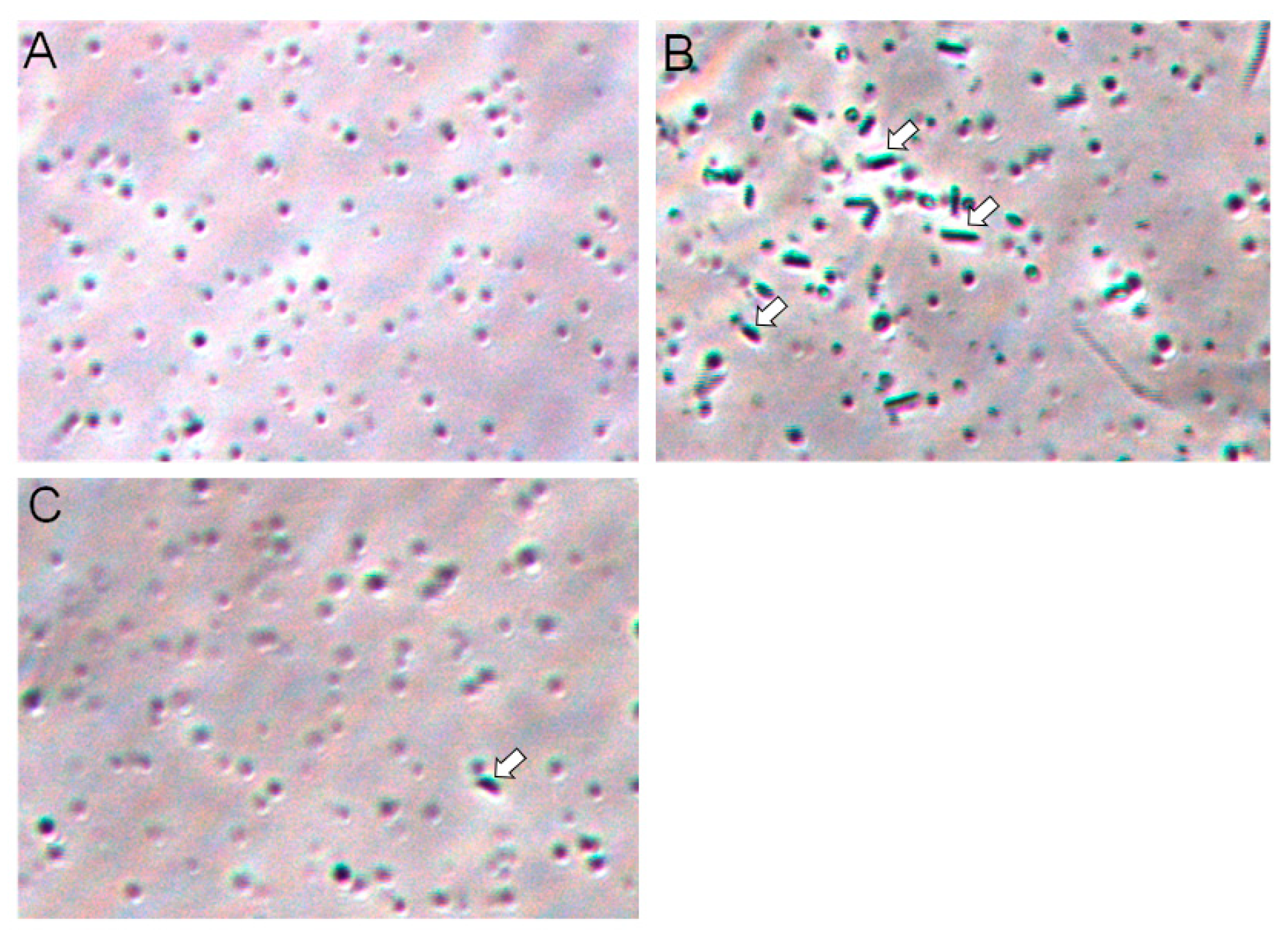 Marinedrugs 18 00102 g007