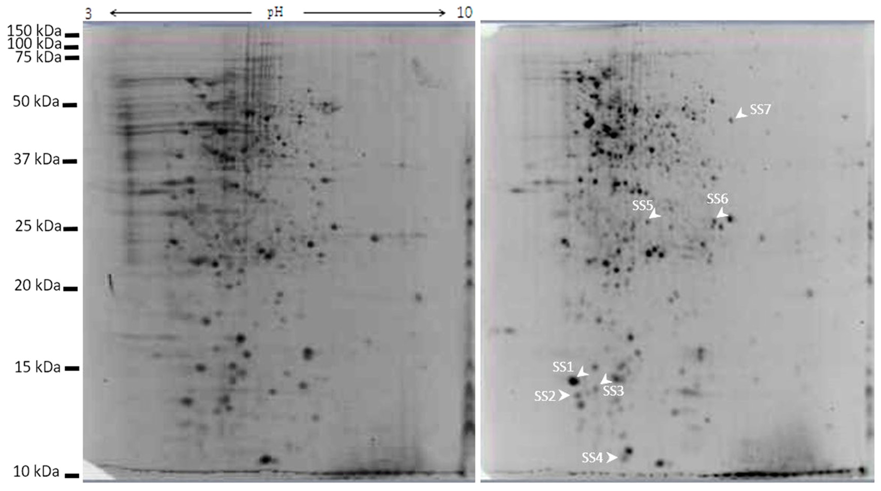 Marinedrugs 18 00102 g008