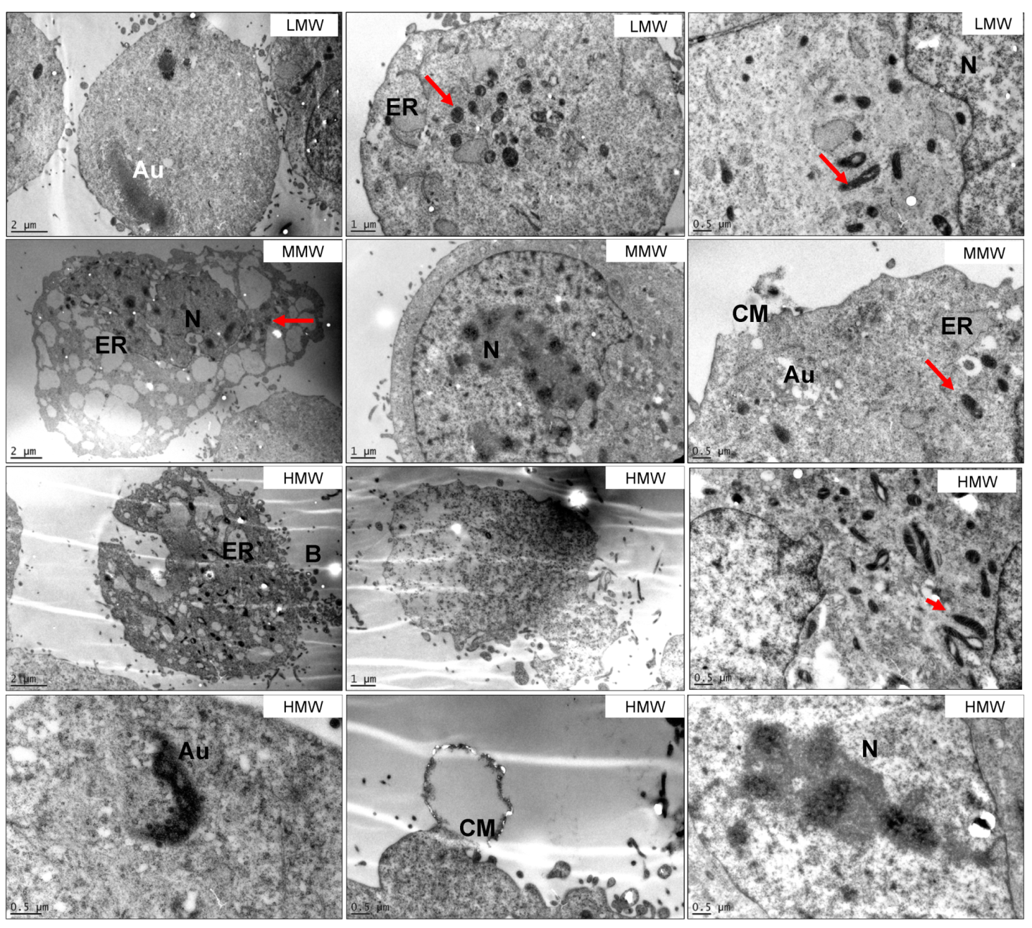 Marinedrugs 18 00104 g004