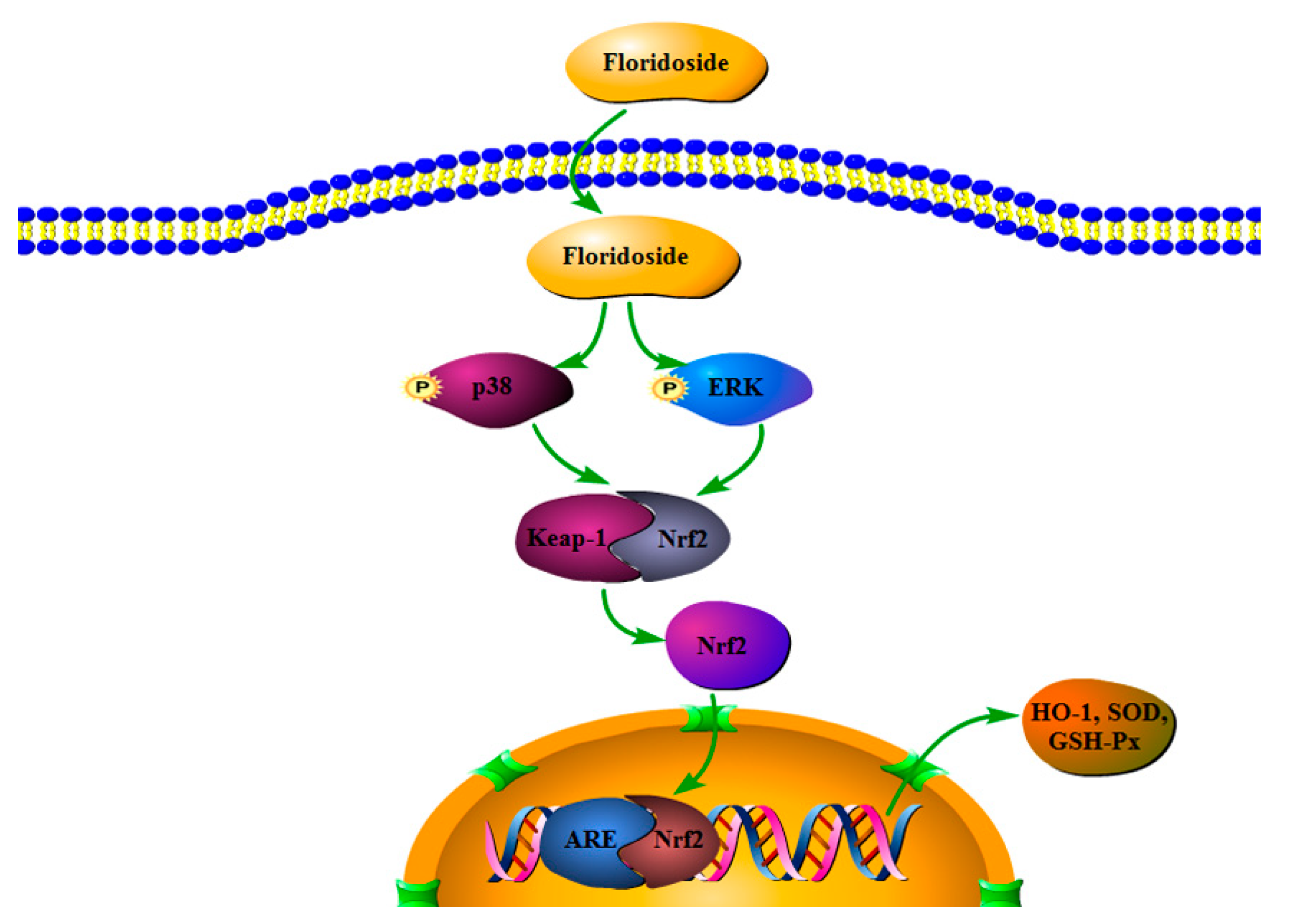 Marinedrugs 18 00105 g008