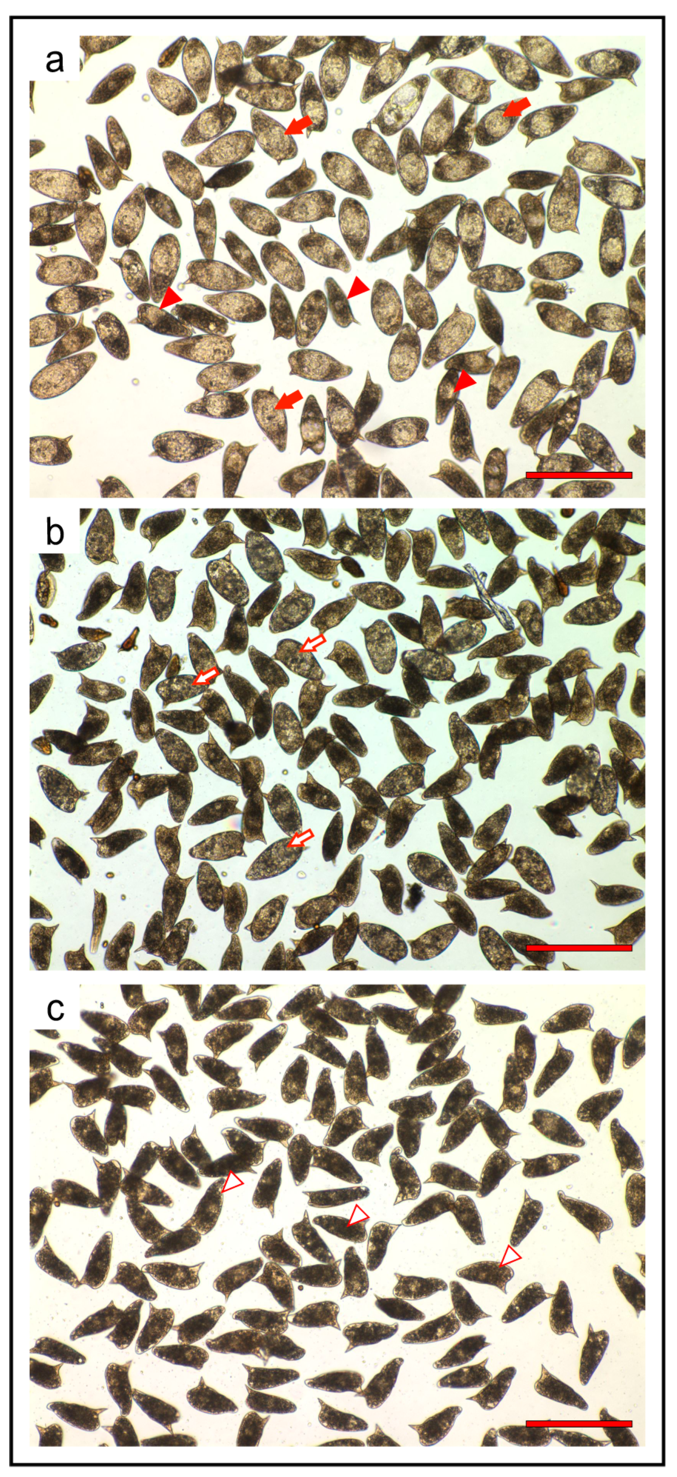 Marinedrugs 18 00112 g005