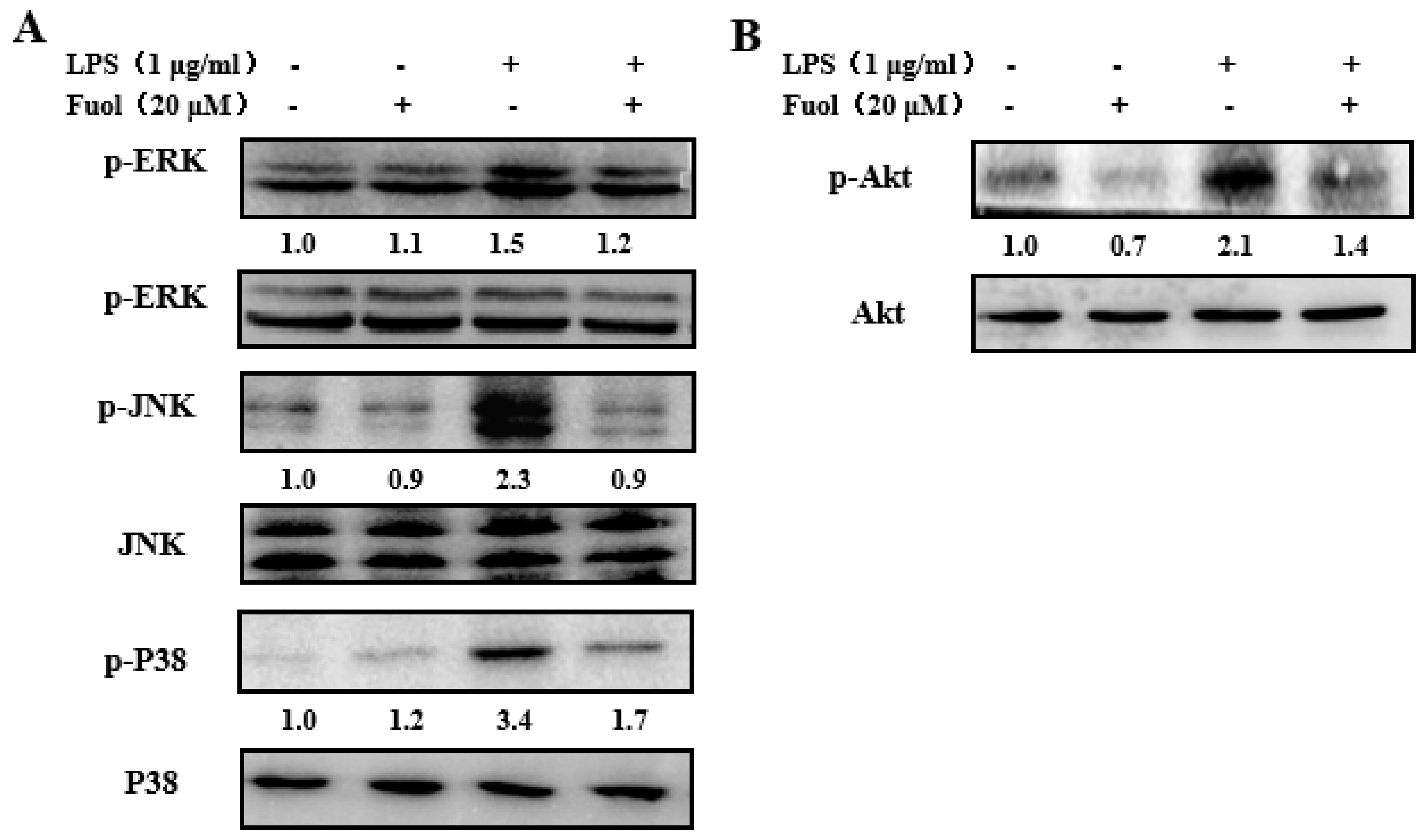 Marinedrugs 18 00116 g006 Marinedrugs 18 00116 g006