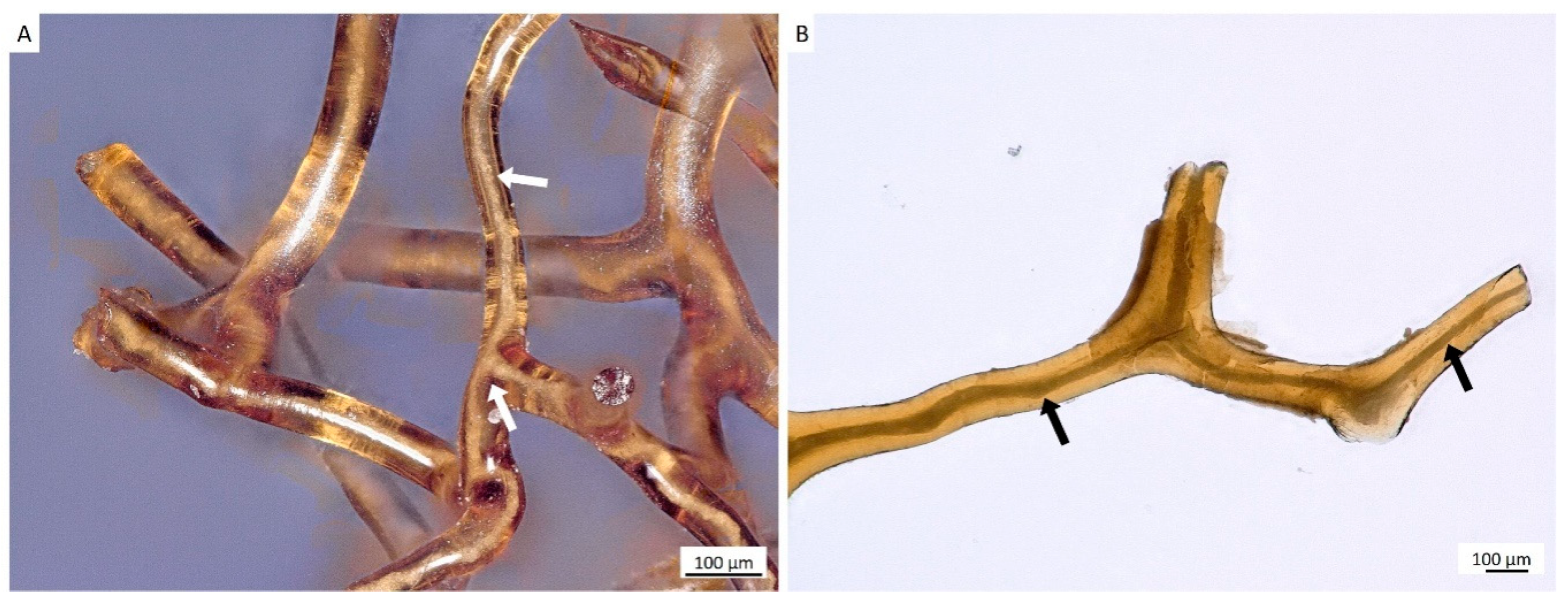 Marinedrugs 18 00123 g005 Marinedrugs 18 00123 g005