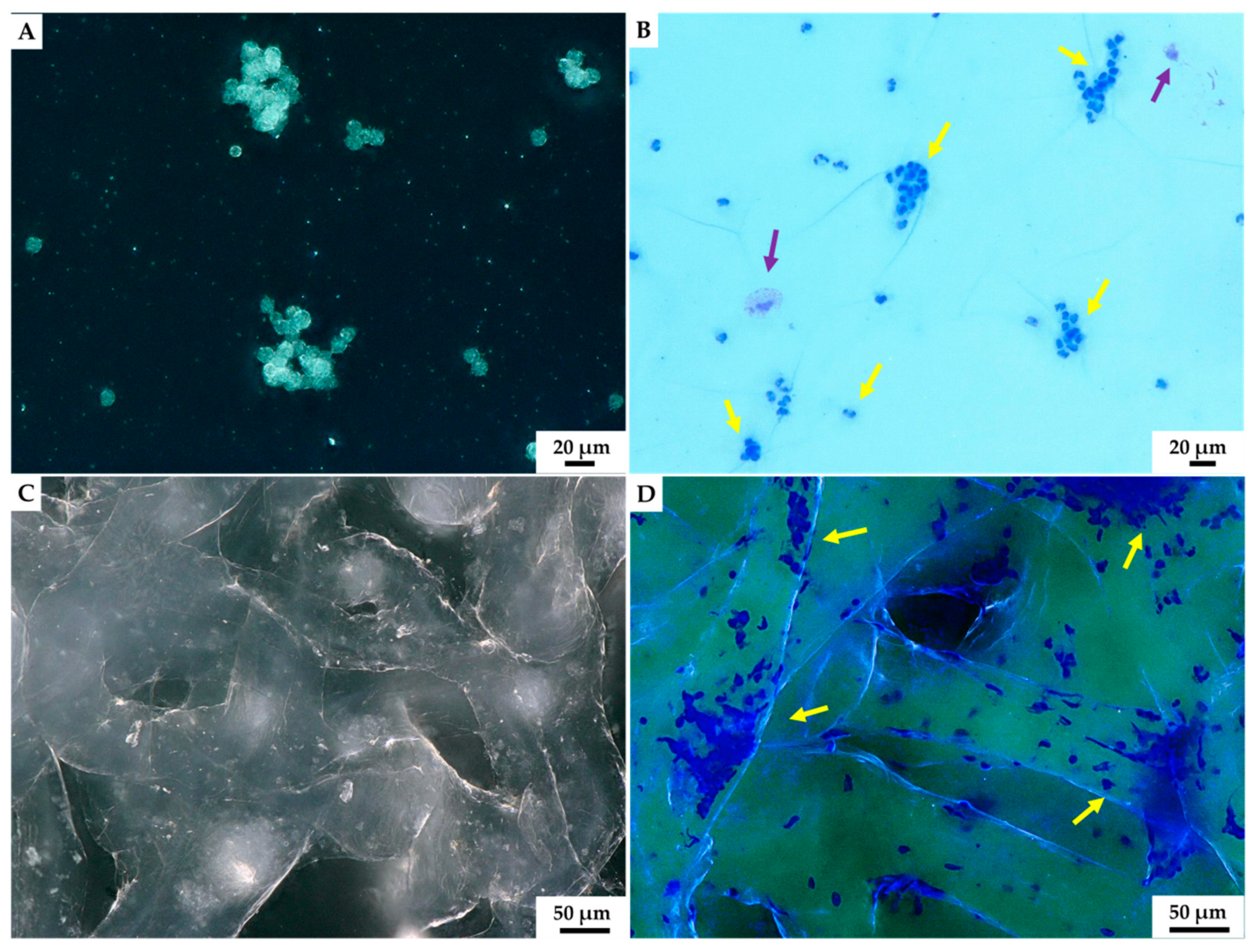 Marinedrugs 18 00123 g007 Marinedrugs 18 00123 g007