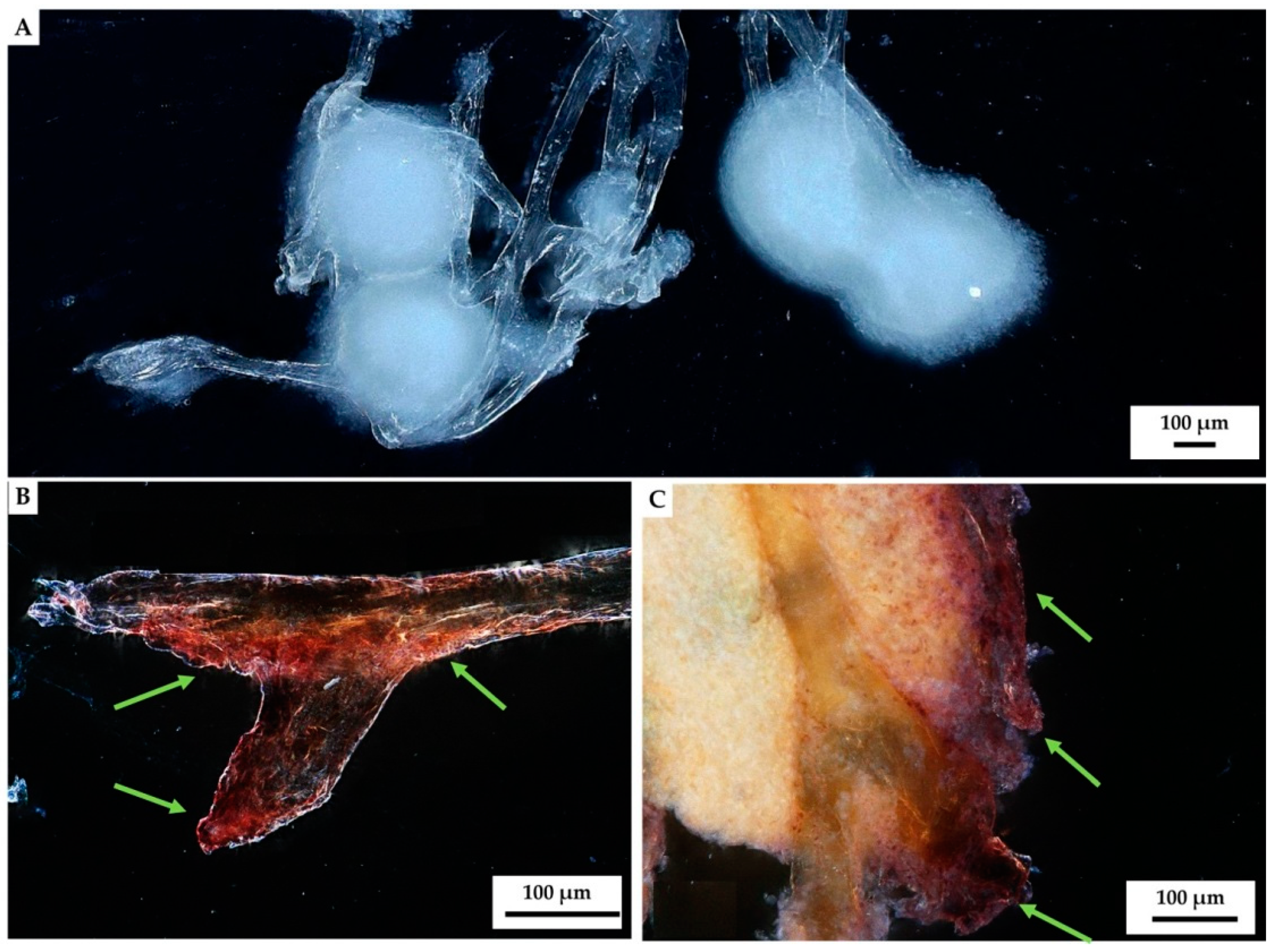 Marinedrugs 18 00123 g008 Marinedrugs 18 00123 g008