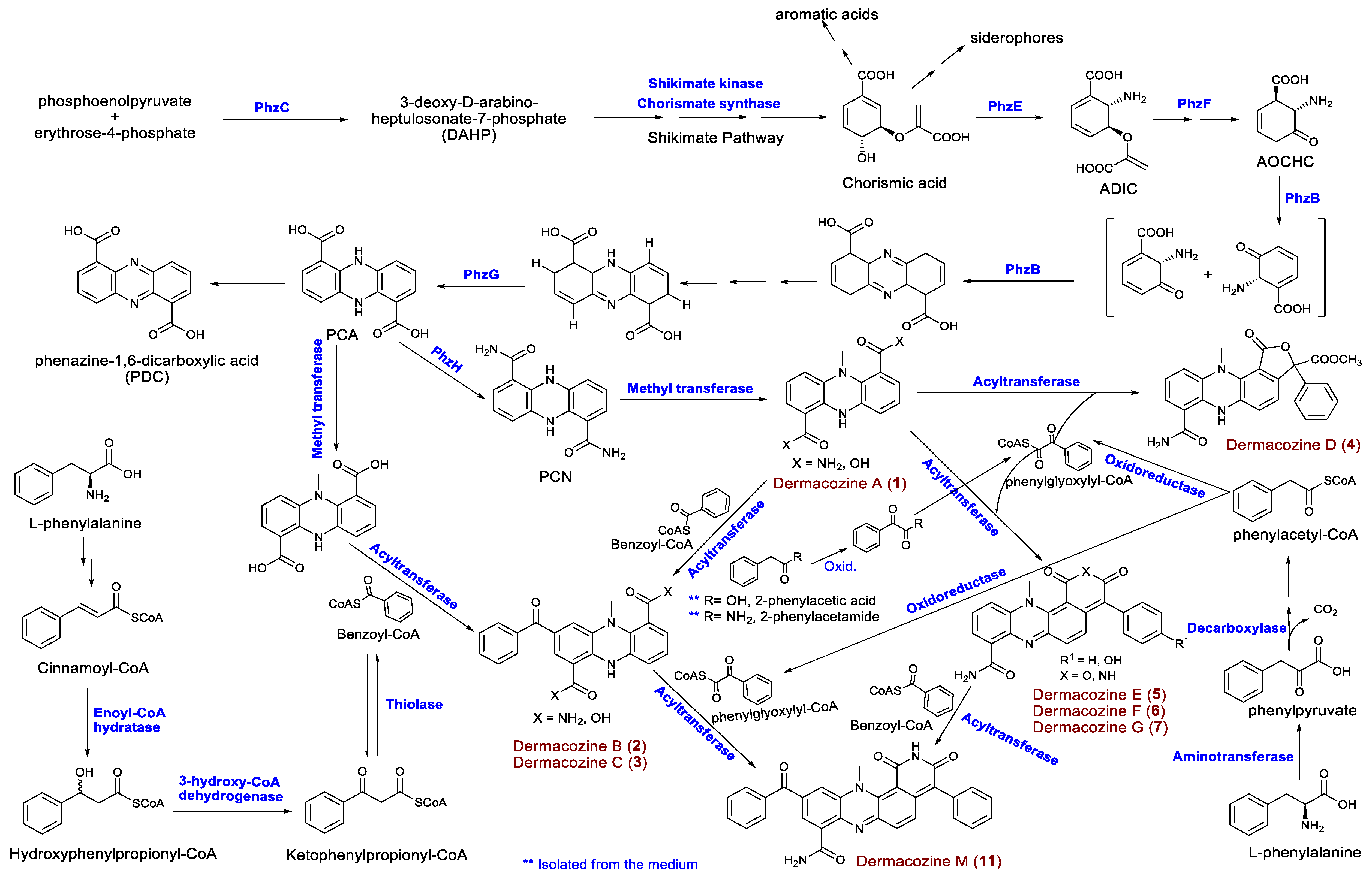 Marinedrugs 18 00131 g005 Marinedrugs 18 00131 g005