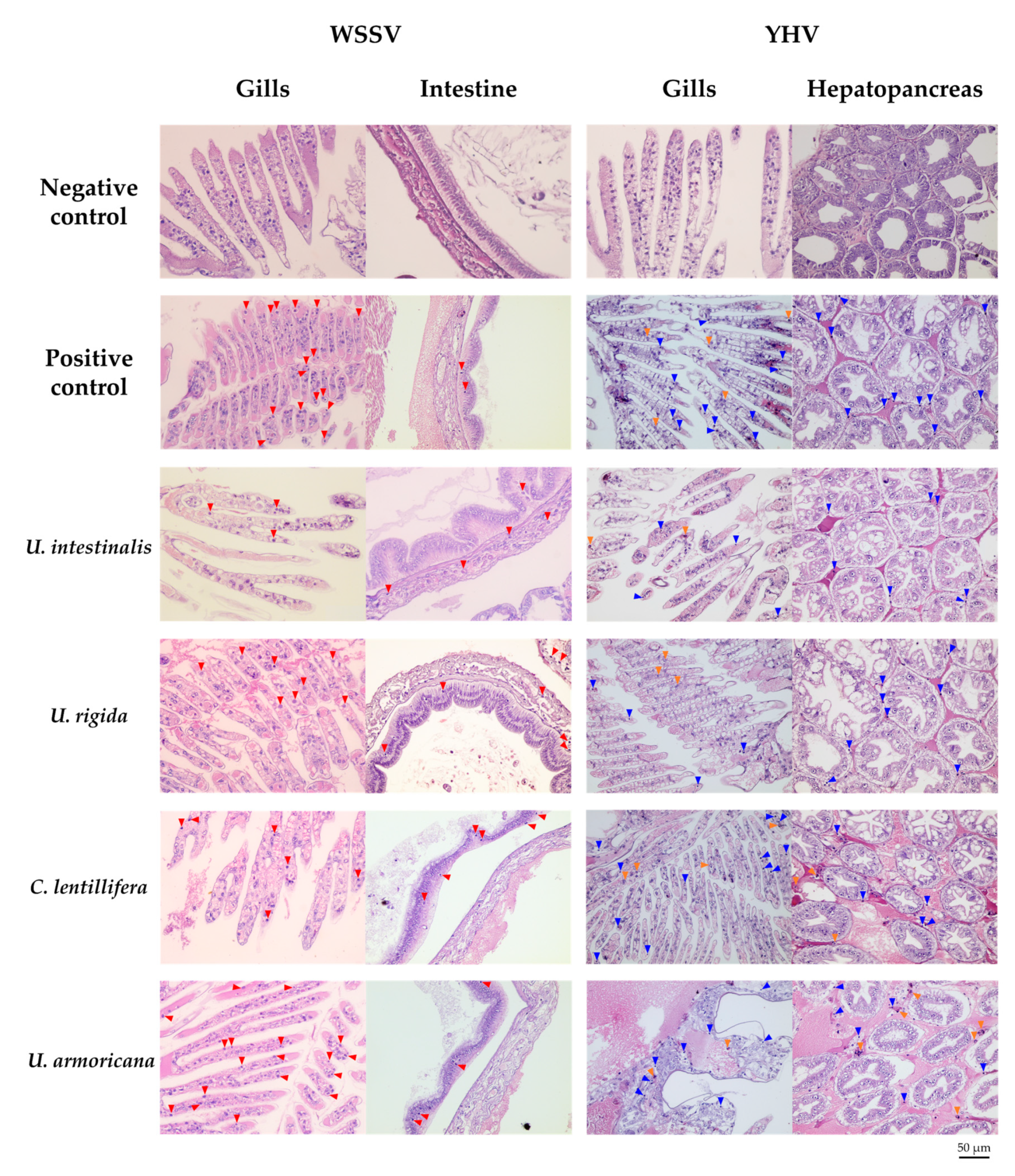 Marinedrugs 18 00140 g007