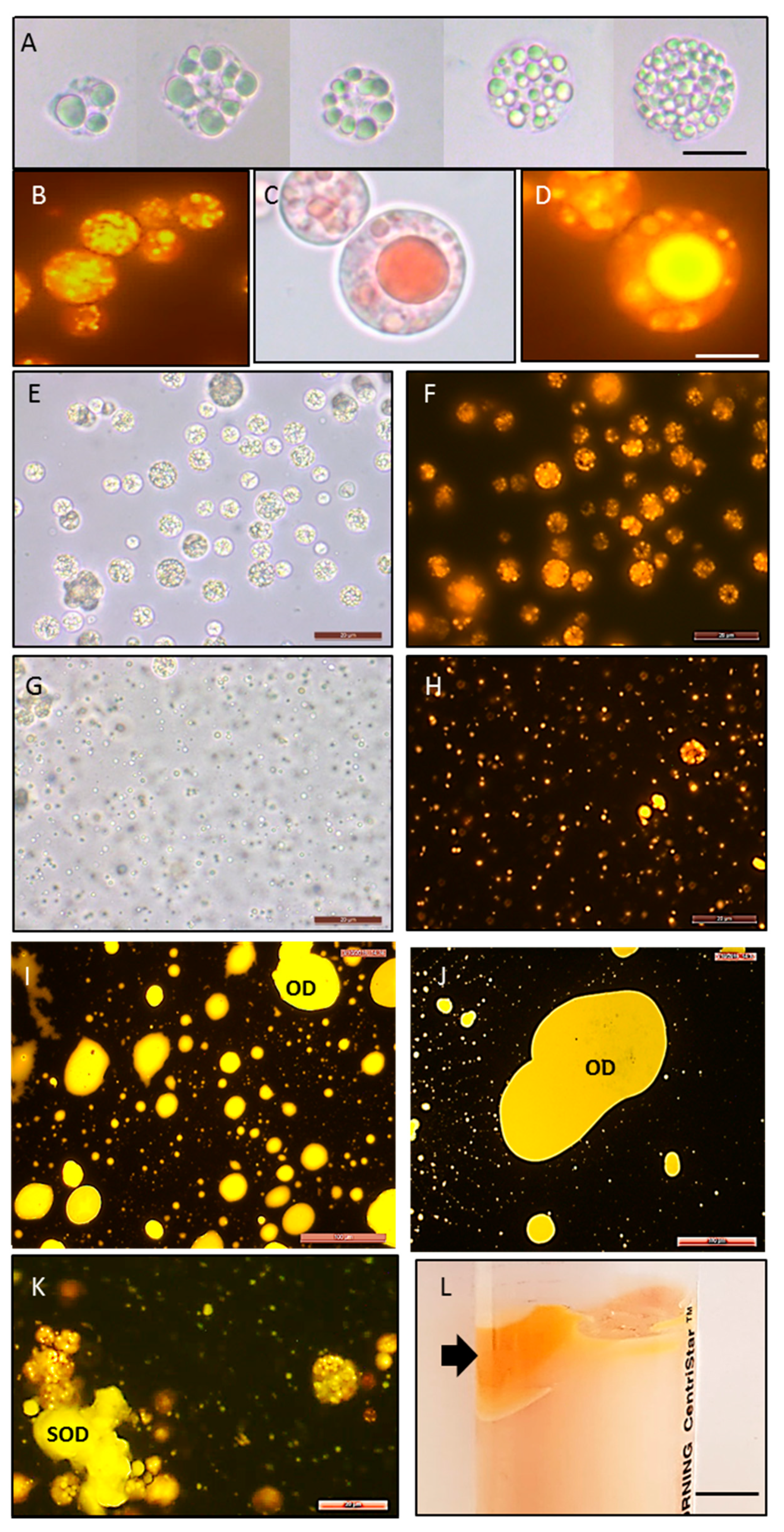 Marinedrugs 18 00151 g006 Marinedrugs 18 00151 g006