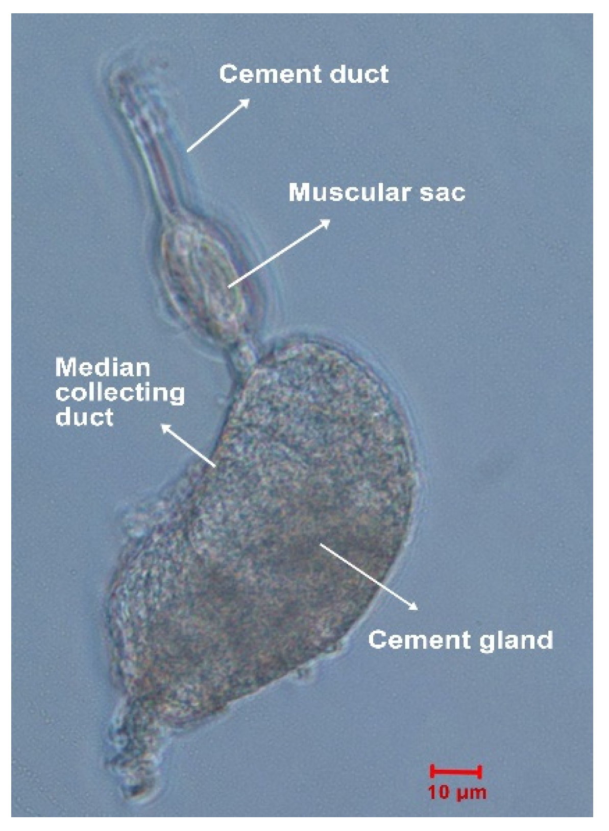 Marinedrugs 18 00186 g001