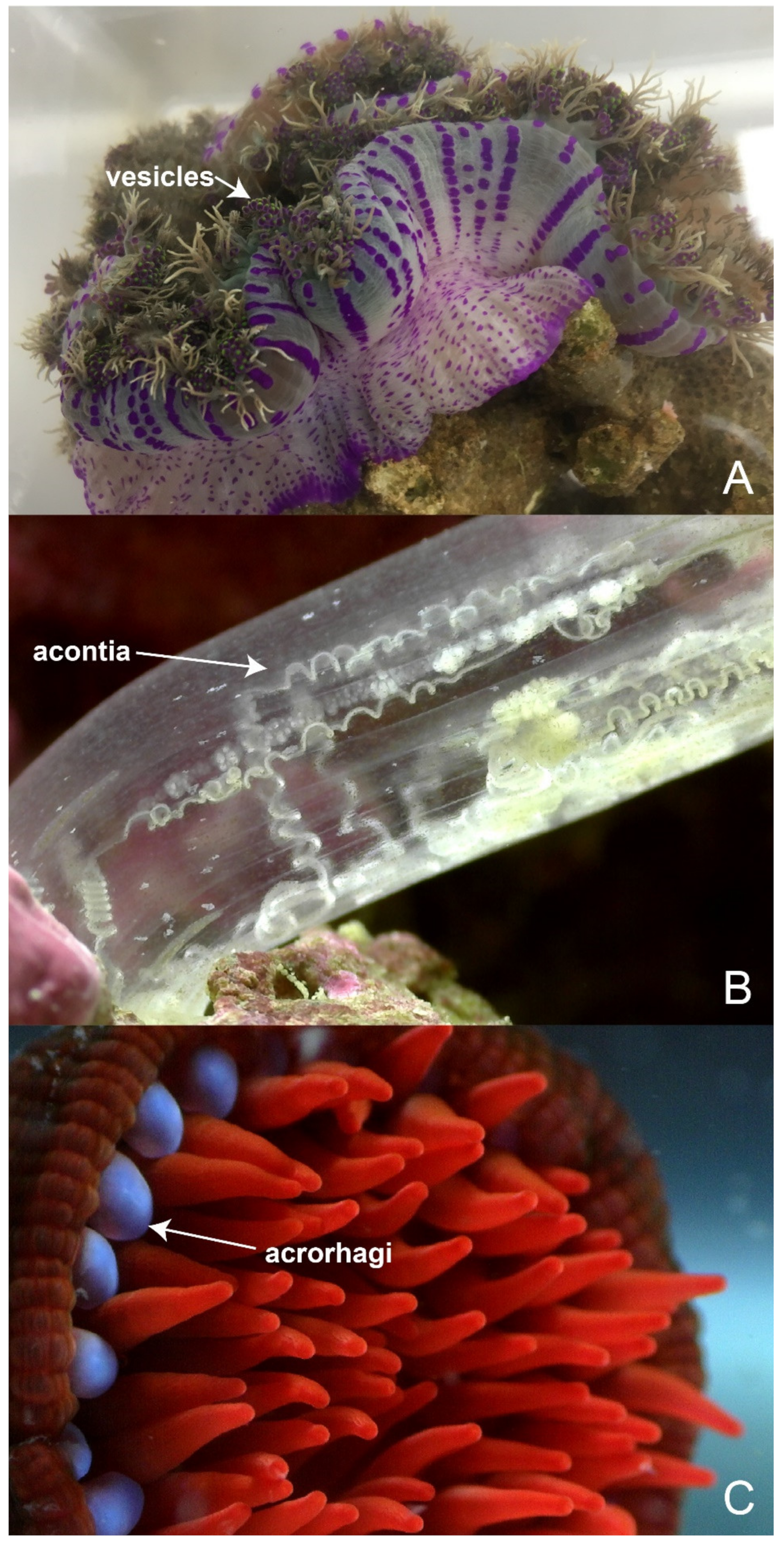 Marinedrugs 18 00202 g003