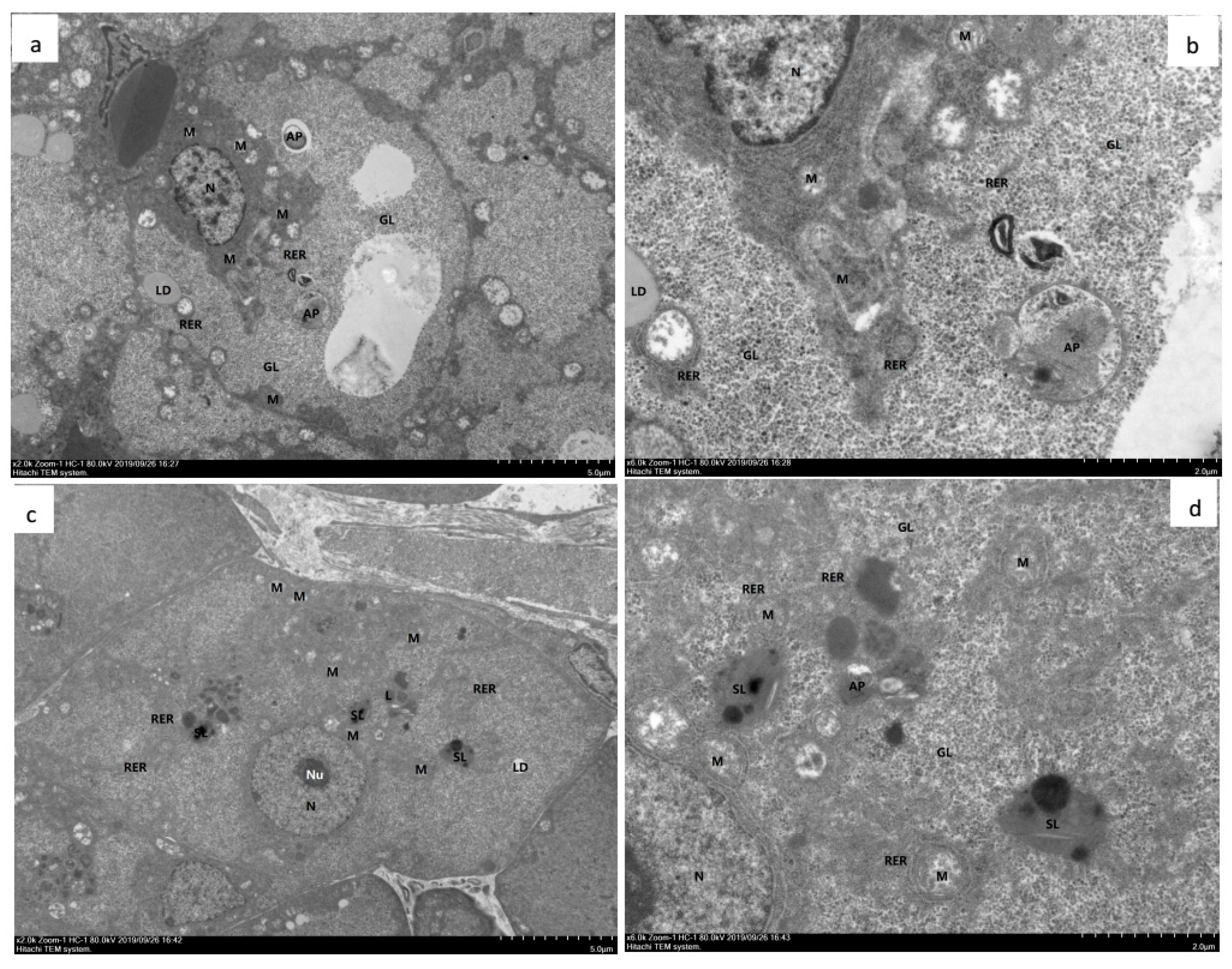 Marinedrugs 18 00218 g004 Marinedrugs 18 00218 g004