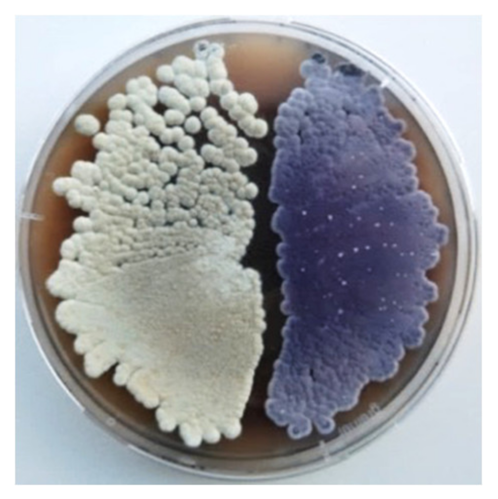 Marinedrugs 18 00284 g001