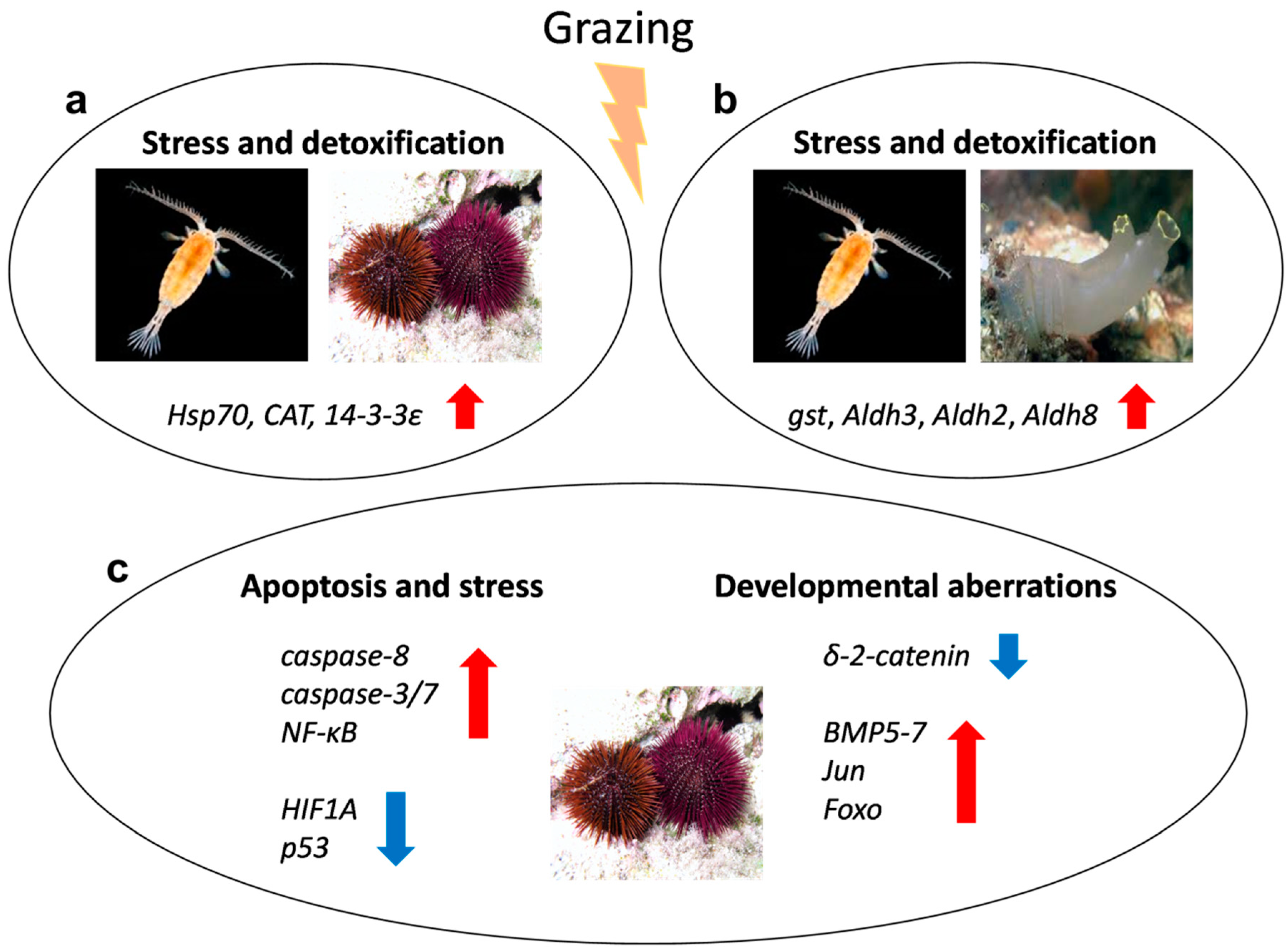 Marinedrugs 18 00342 g002