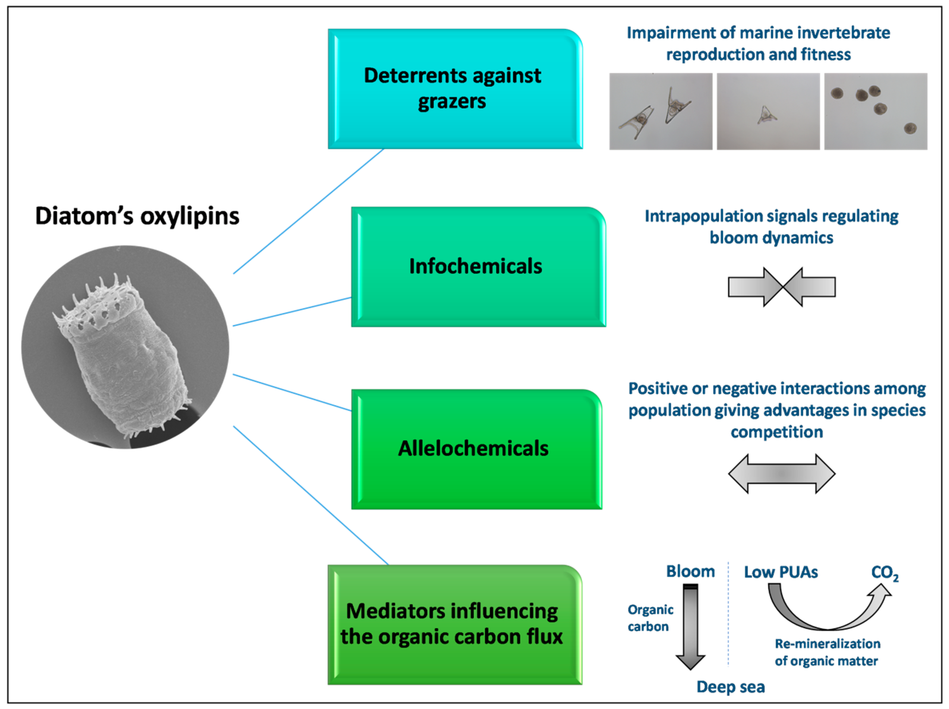Marinedrugs 18 00342 g003