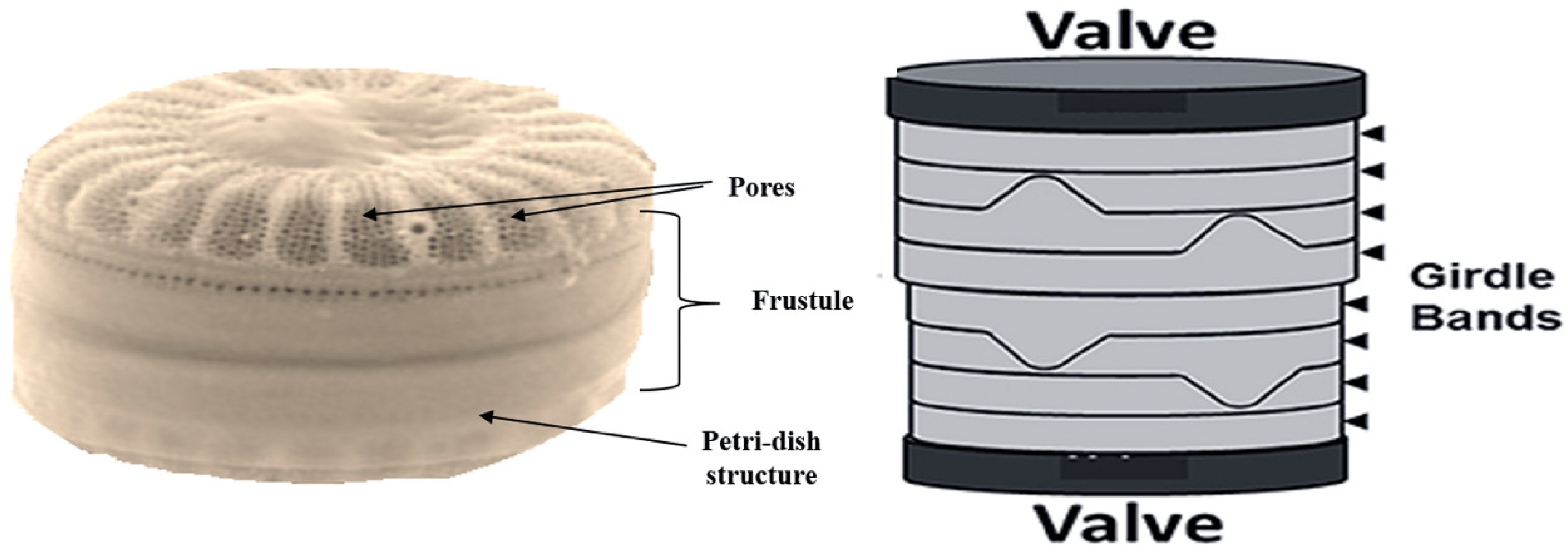 Marinedrugs 18 00356 g003