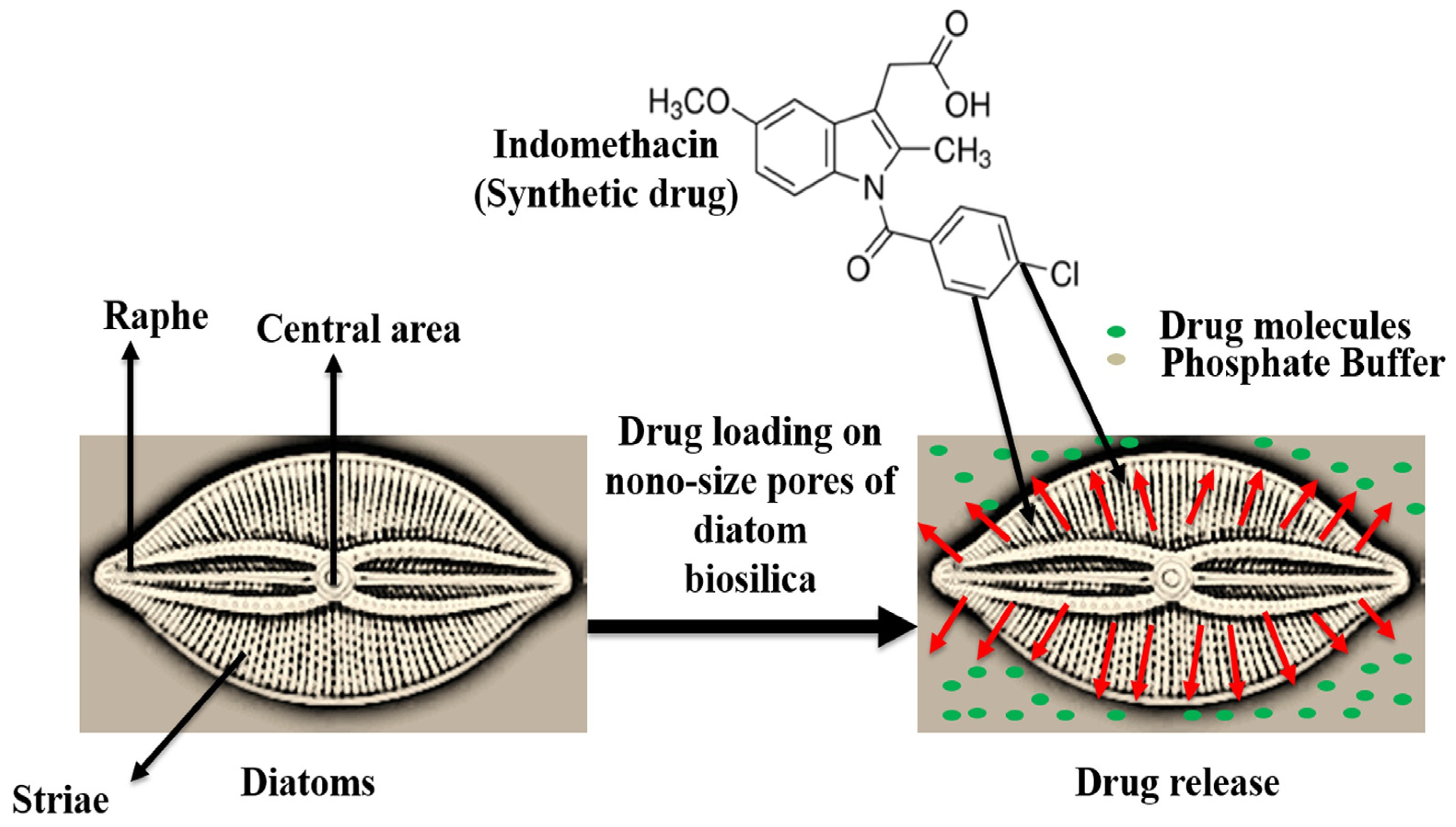 Marinedrugs 18 00356 g007