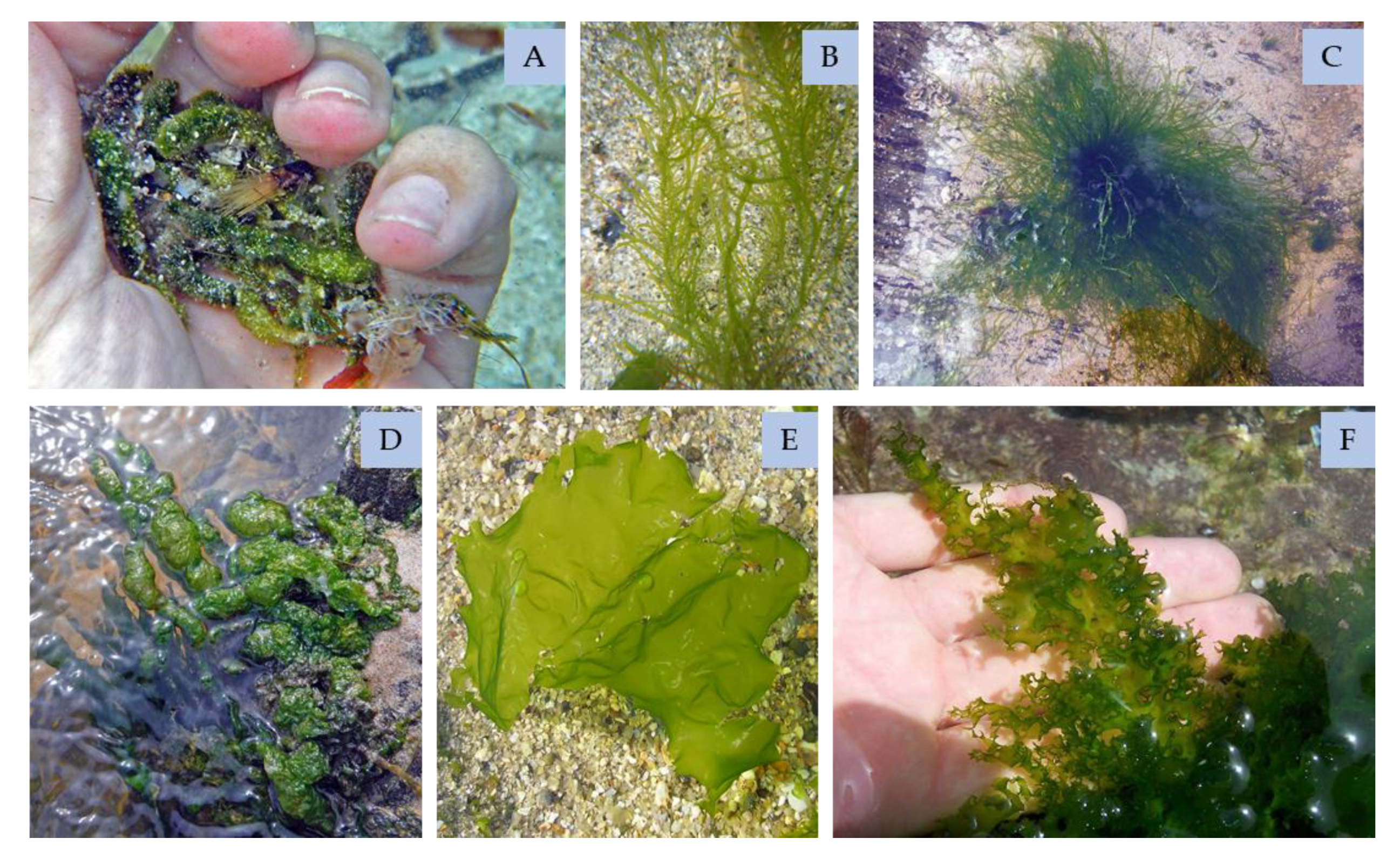 Marinedrugs 18 00384 g010