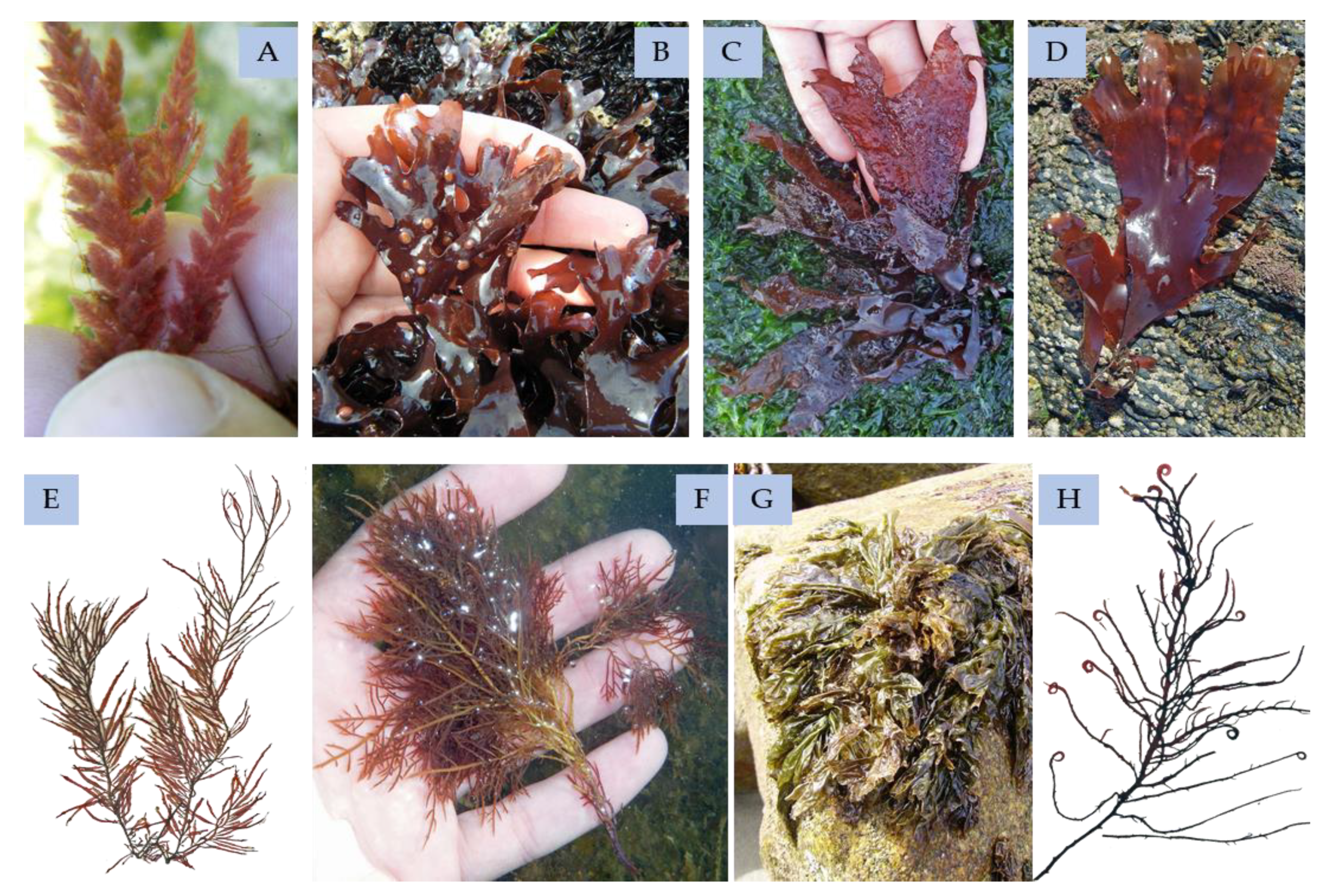 Marinedrugs 18 00384 g011