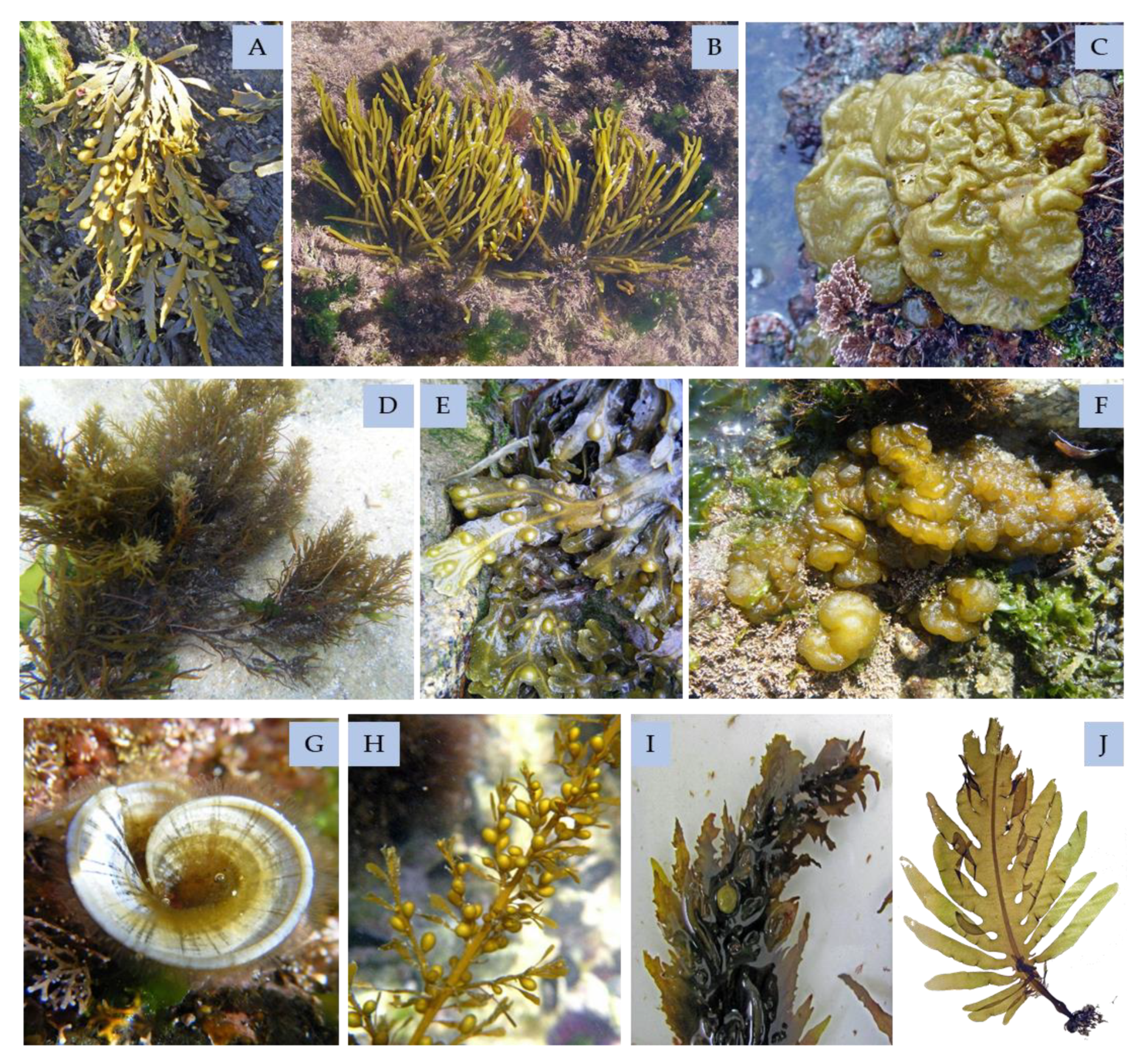 Marinedrugs 18 00384 g012