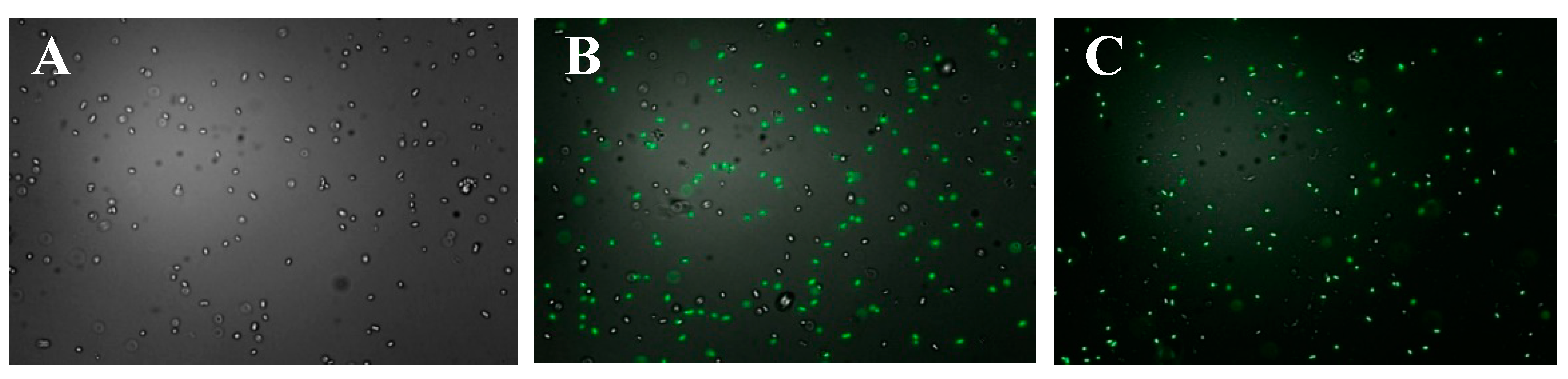 Marinedrugs 18 00397 g004