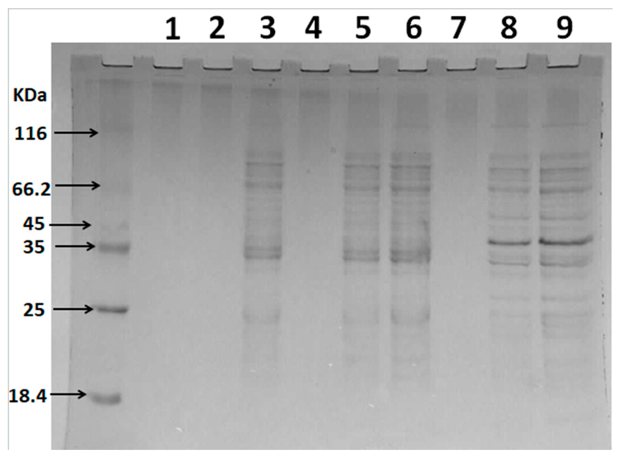 Marinedrugs 18 00397 g006