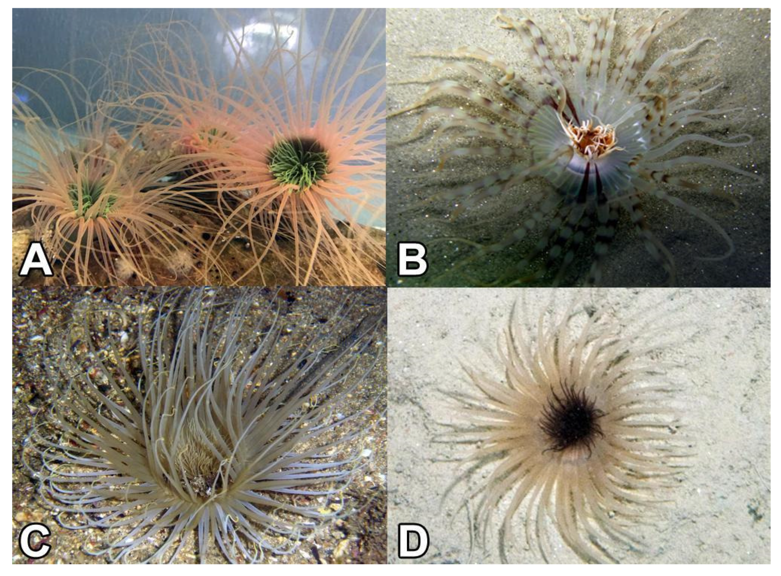 Marinedrugs 18 00413 g001