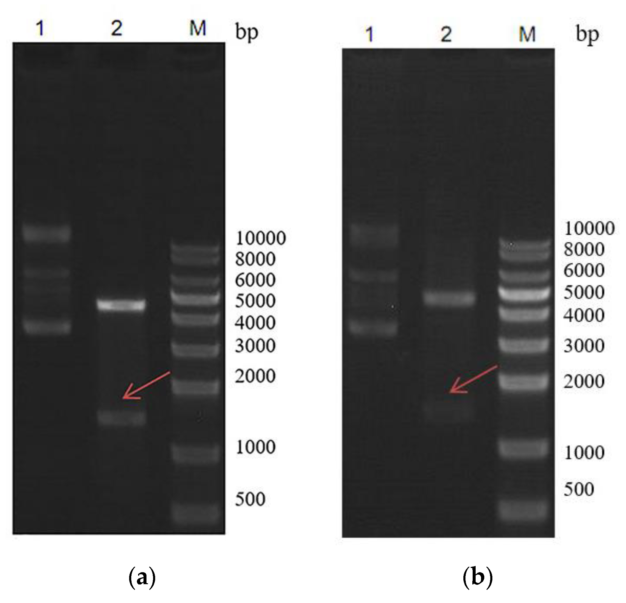 Marinedrugs 18 00422 g002 Marinedrugs 18 00422 g002