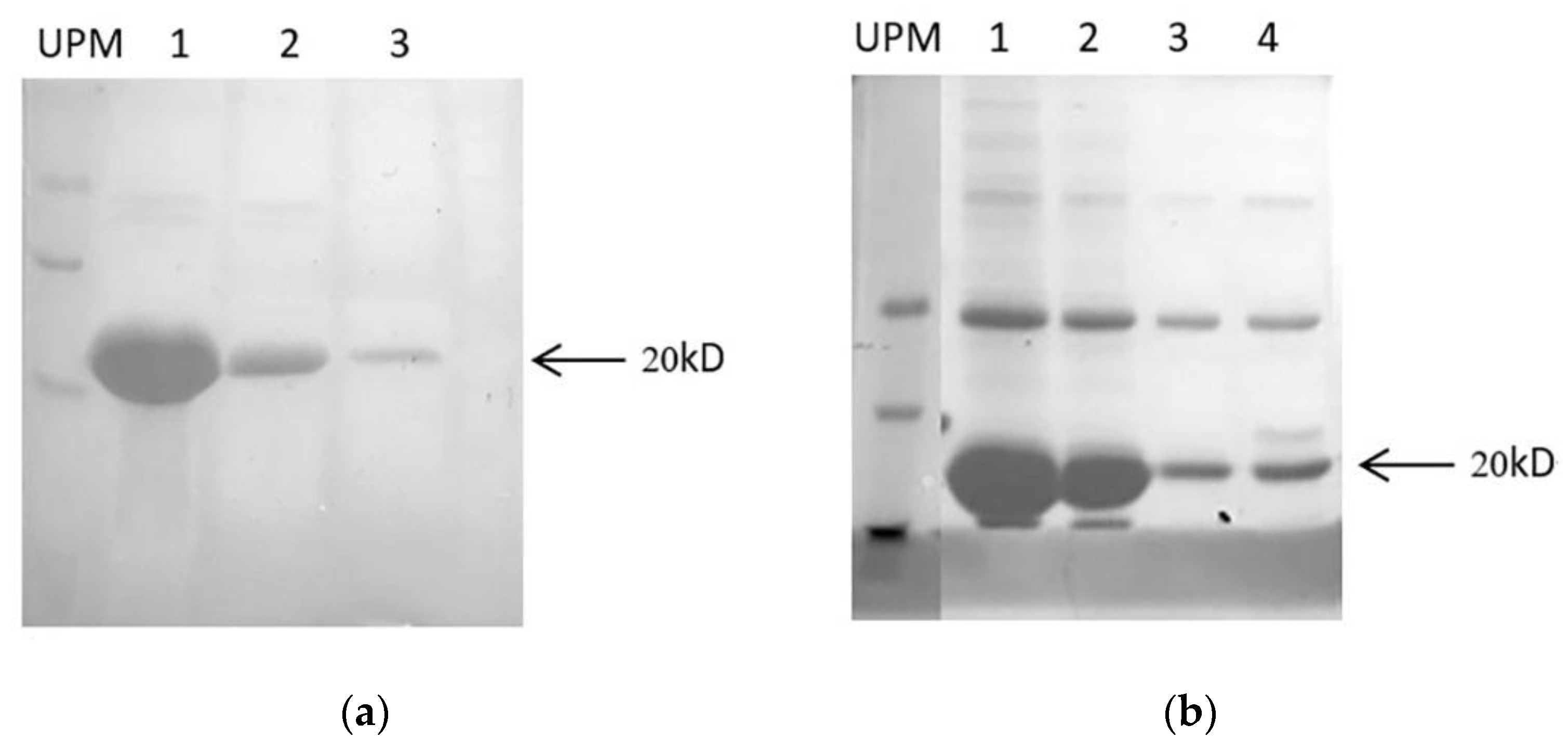 Marinedrugs 18 00422 g004 Marinedrugs 18 00422 g004