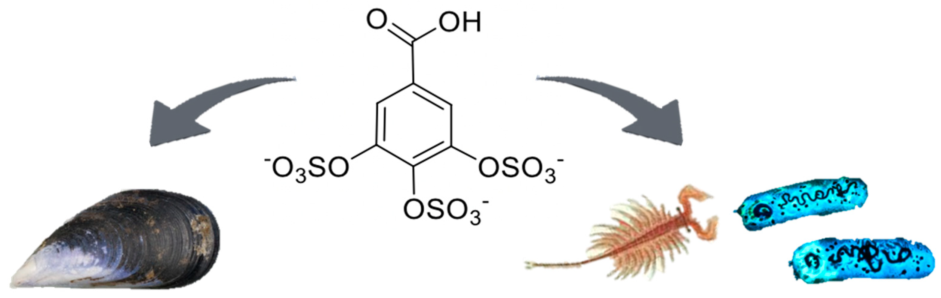 Marinedrugs 18 00489 g001 Marinedrugs 18 00489 g001