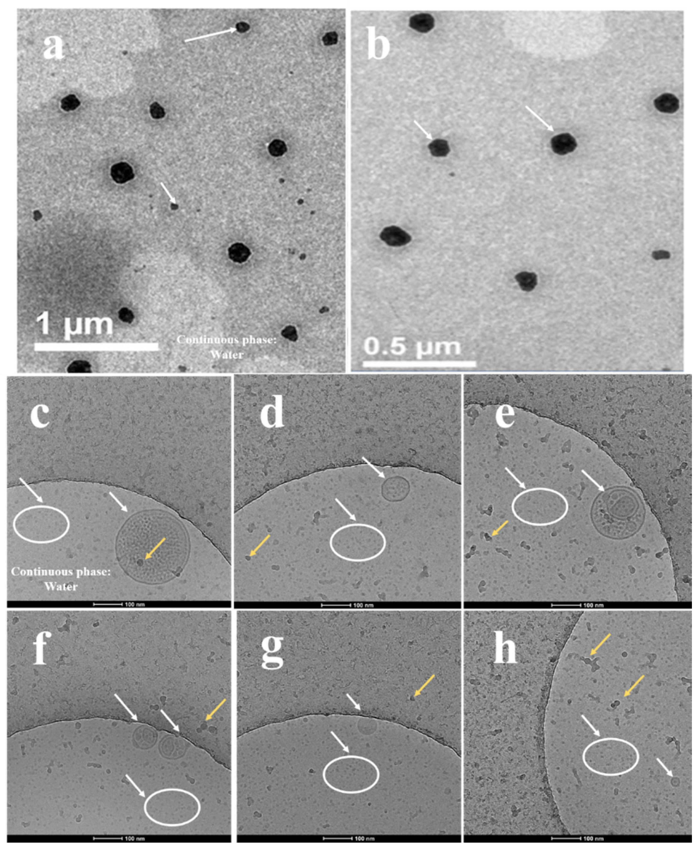 Marinedrugs 18 00492 g007