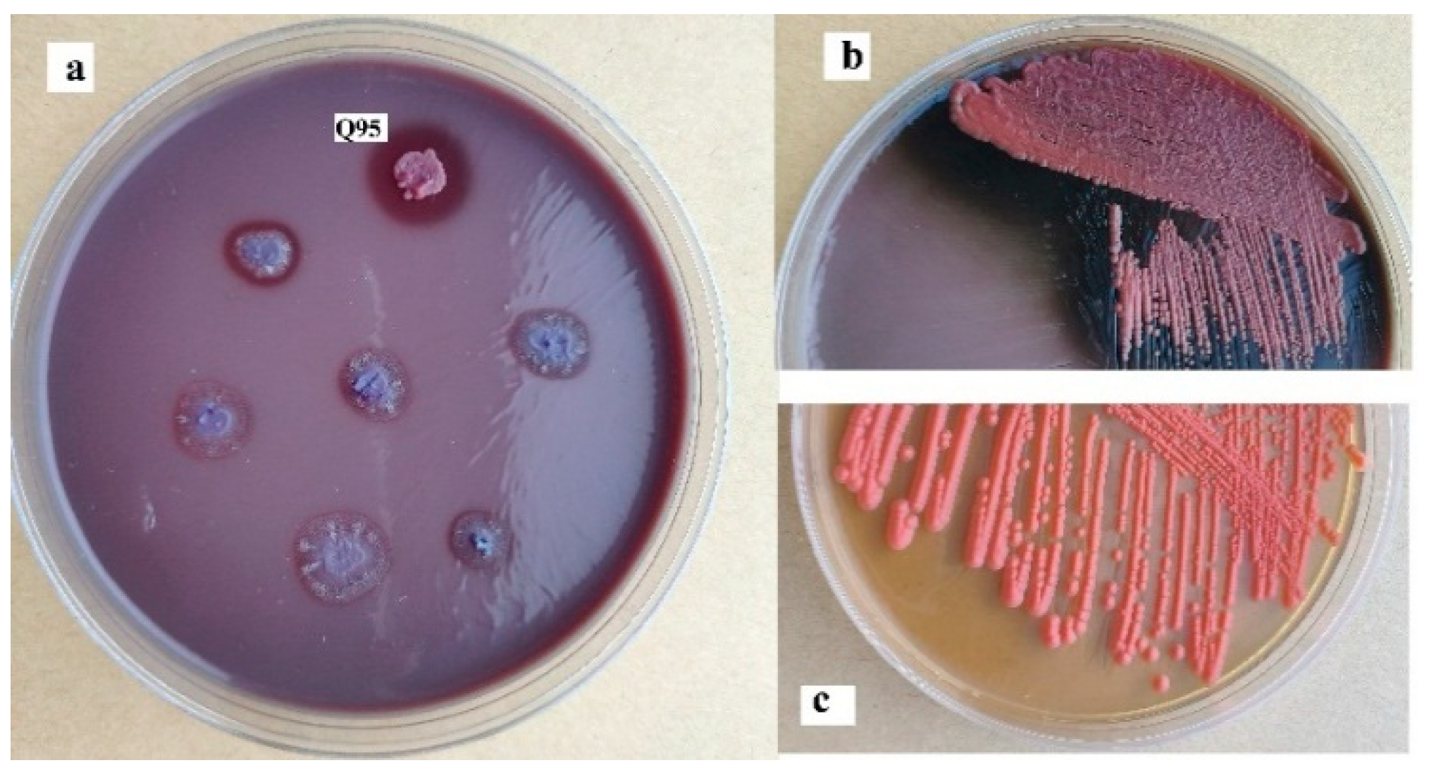 Marinedrugs 18 00546 g001