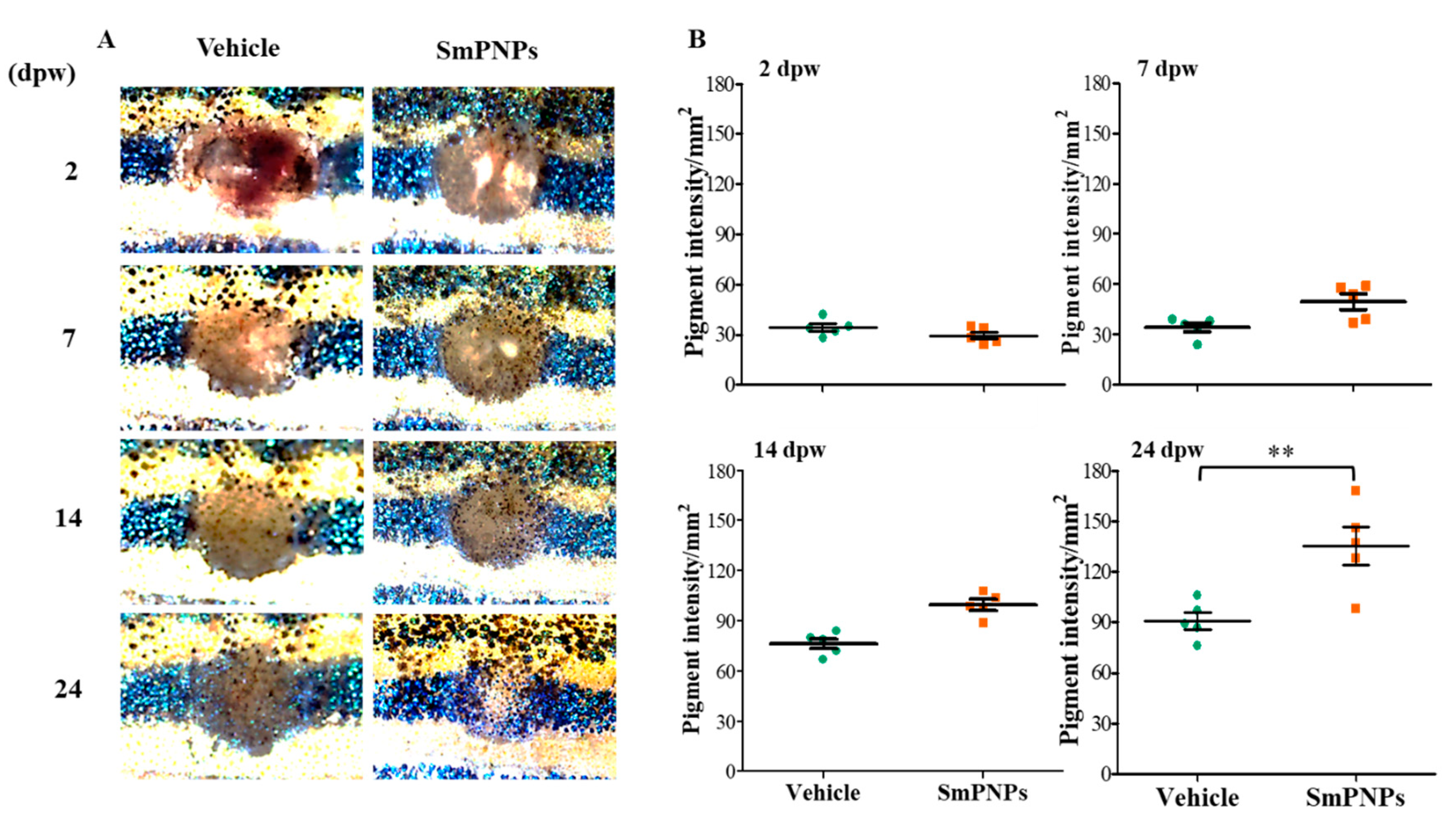 Marinedrugs 18 00556 g007 Marinedrugs 18 00556 g007