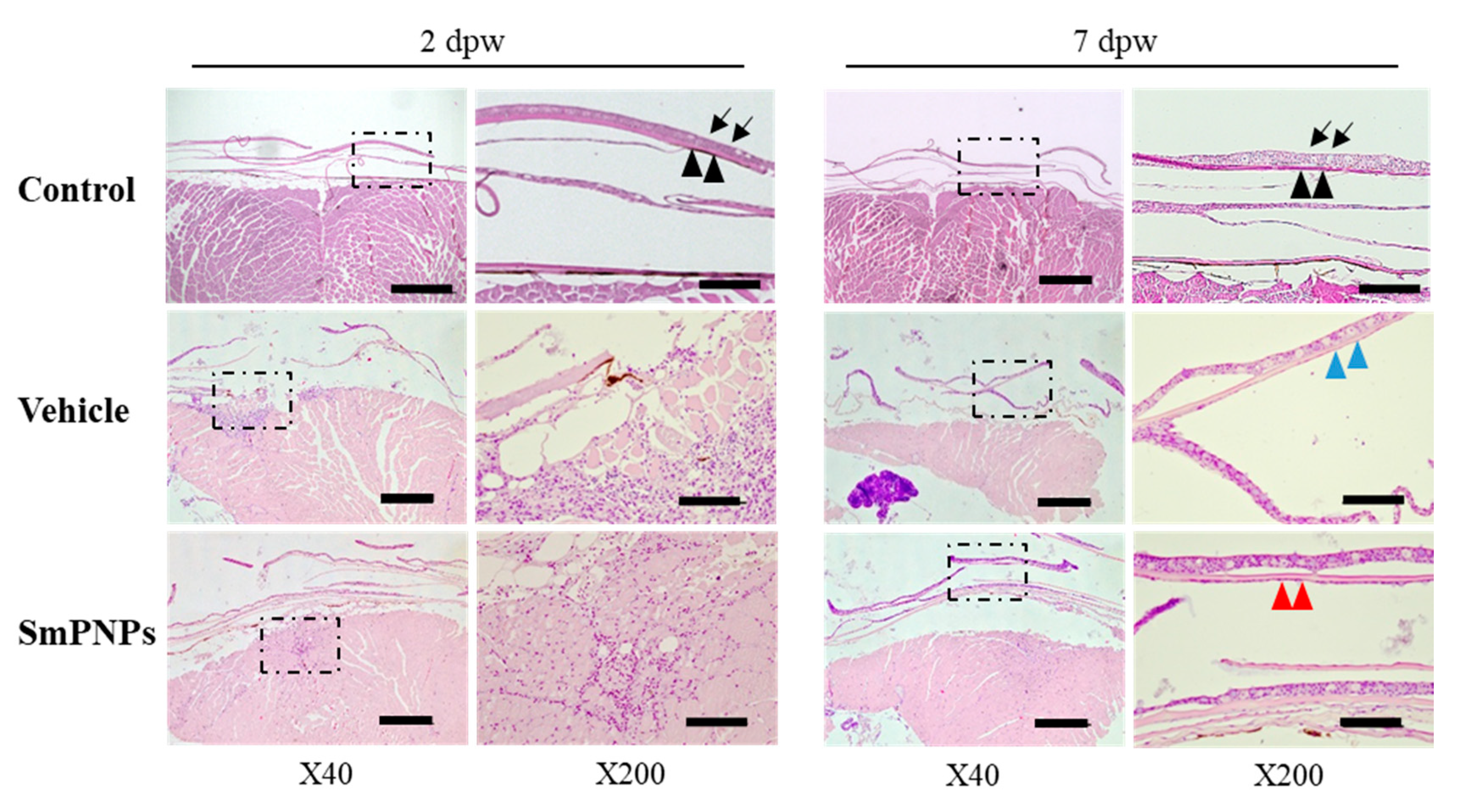 Marinedrugs 18 00556 g008 Marinedrugs 18 00556 g008