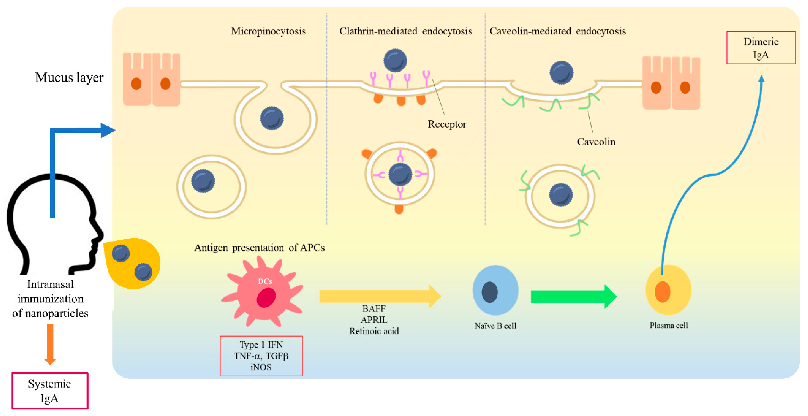 Marinedrugs 18 00605 g001