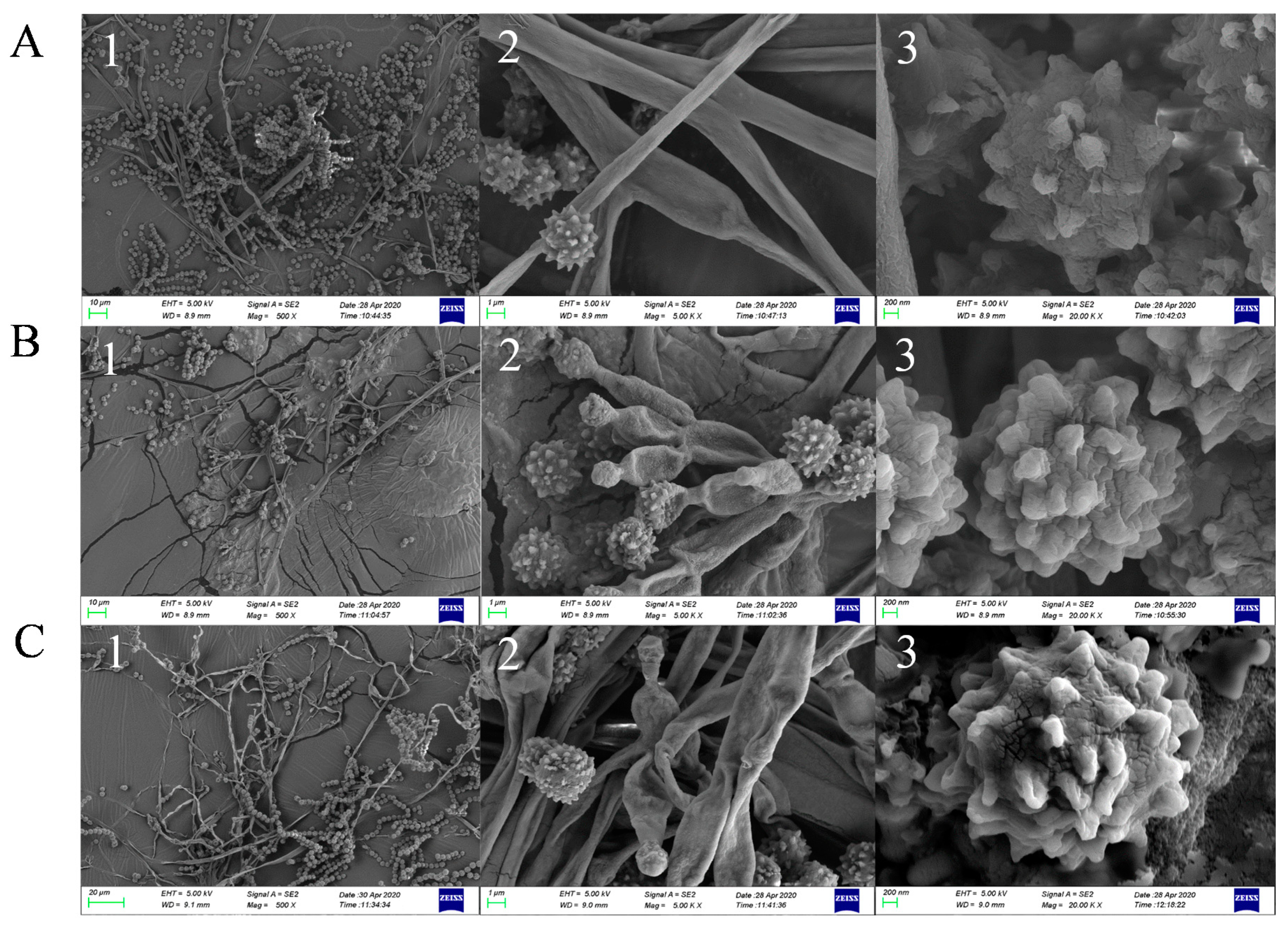 Marinedrugs 18 00652 g004