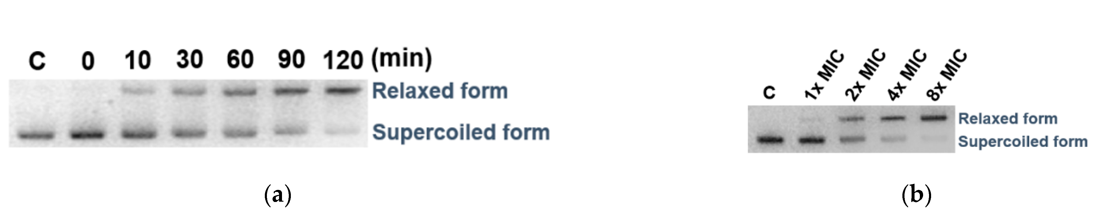 Marinedrugs 19 00007 g005