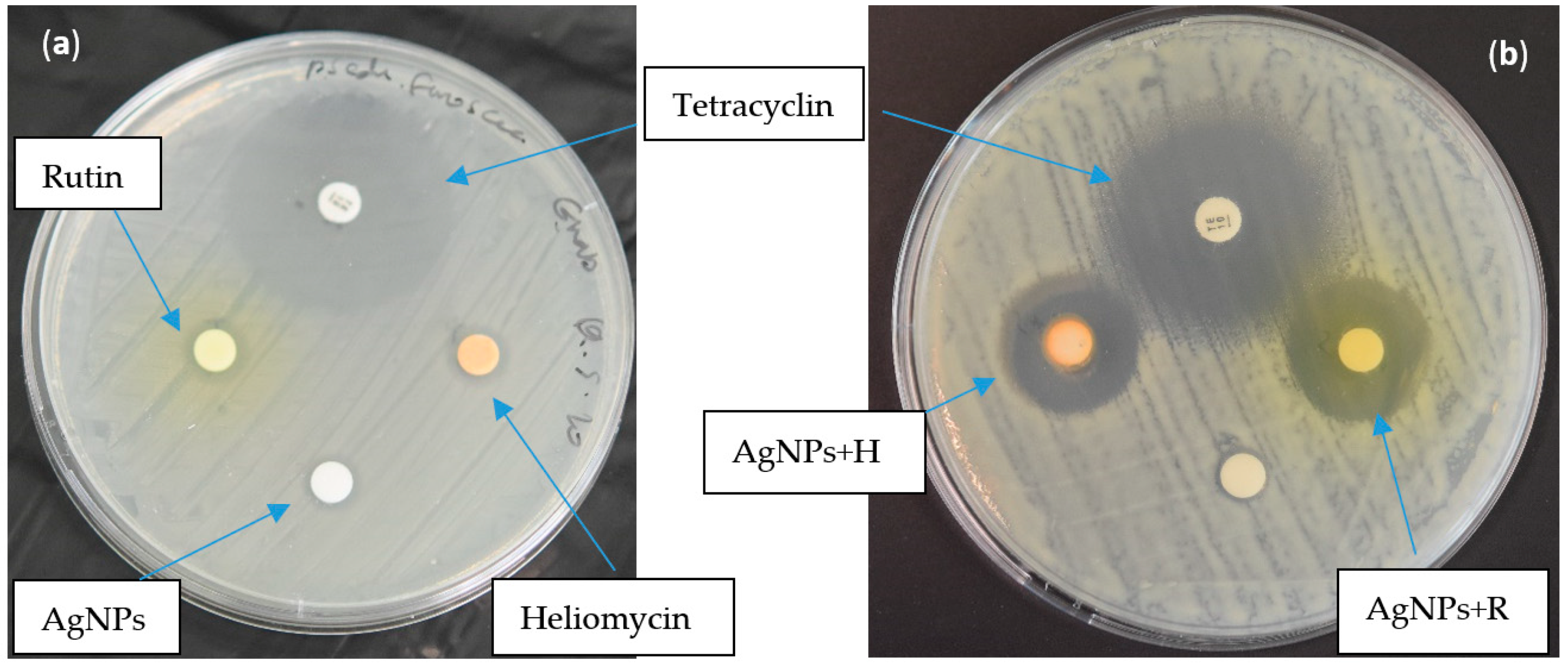 Marinedrugs 19 00022 g004