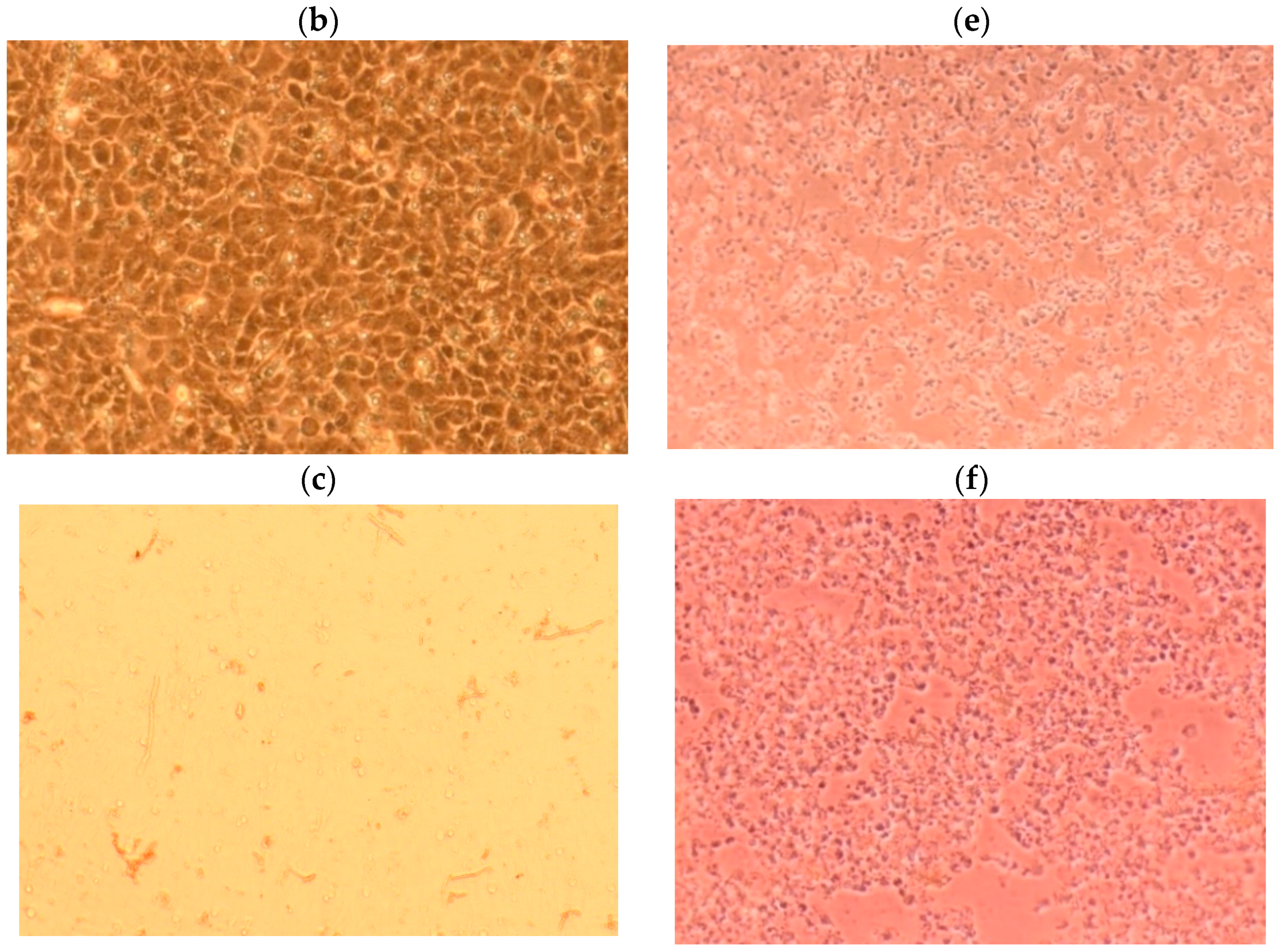 Marinedrugs 19 00022 g008b