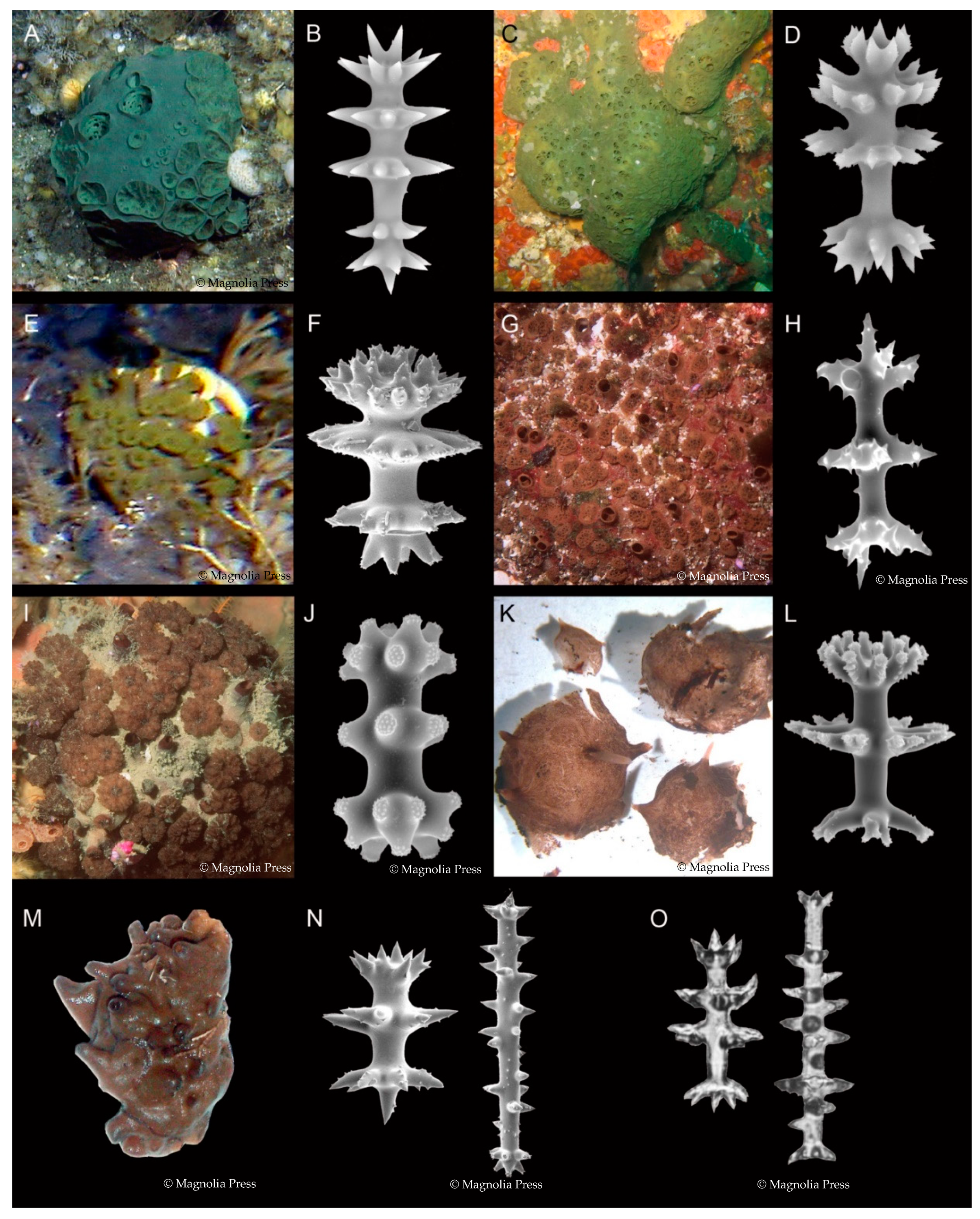 Marinedrugs 19 00027 g001