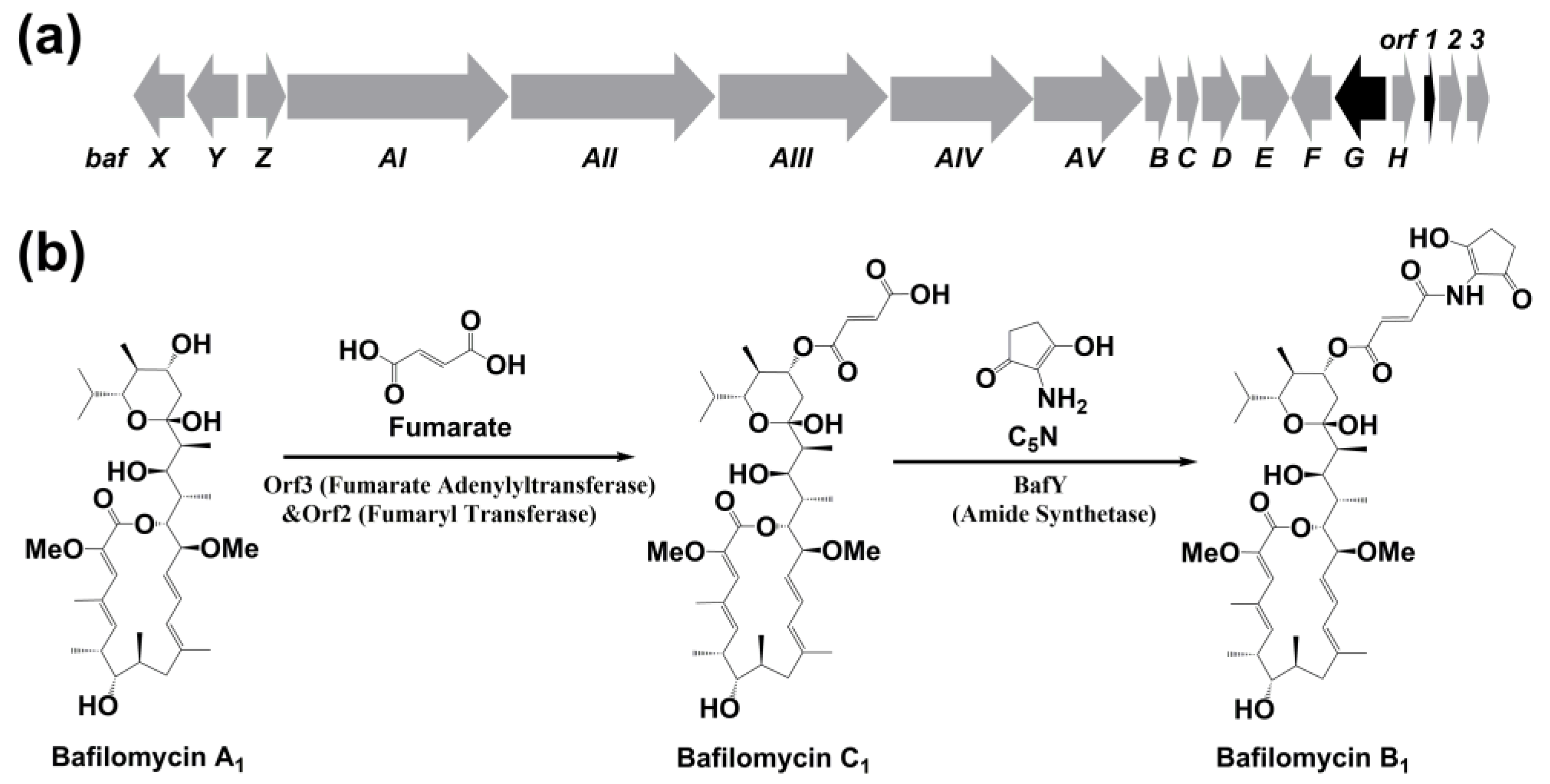 Marinedrugs 19 00029 g002