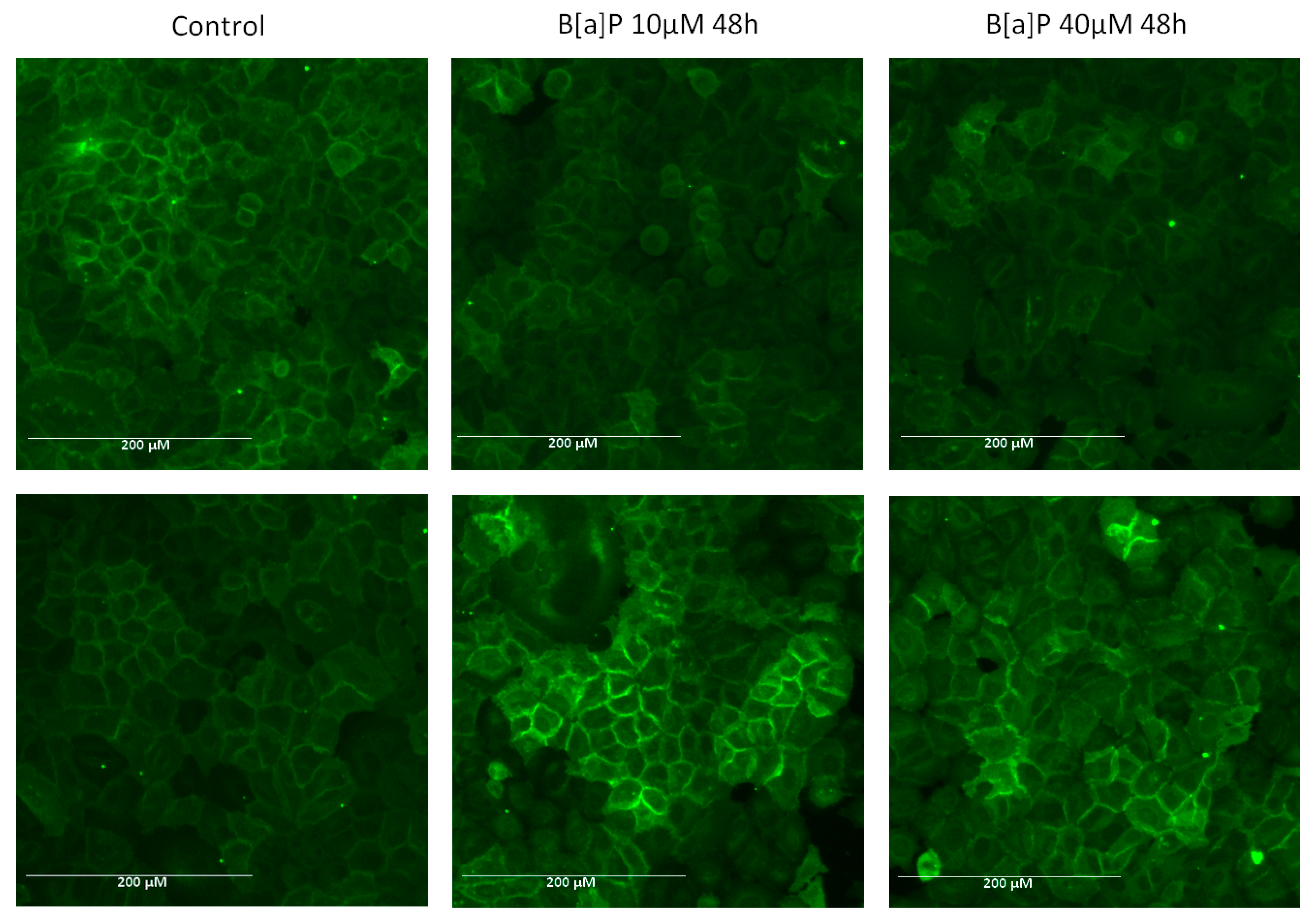 Marinedrugs 19 00034 g004 Marinedrugs 19 00034 g004