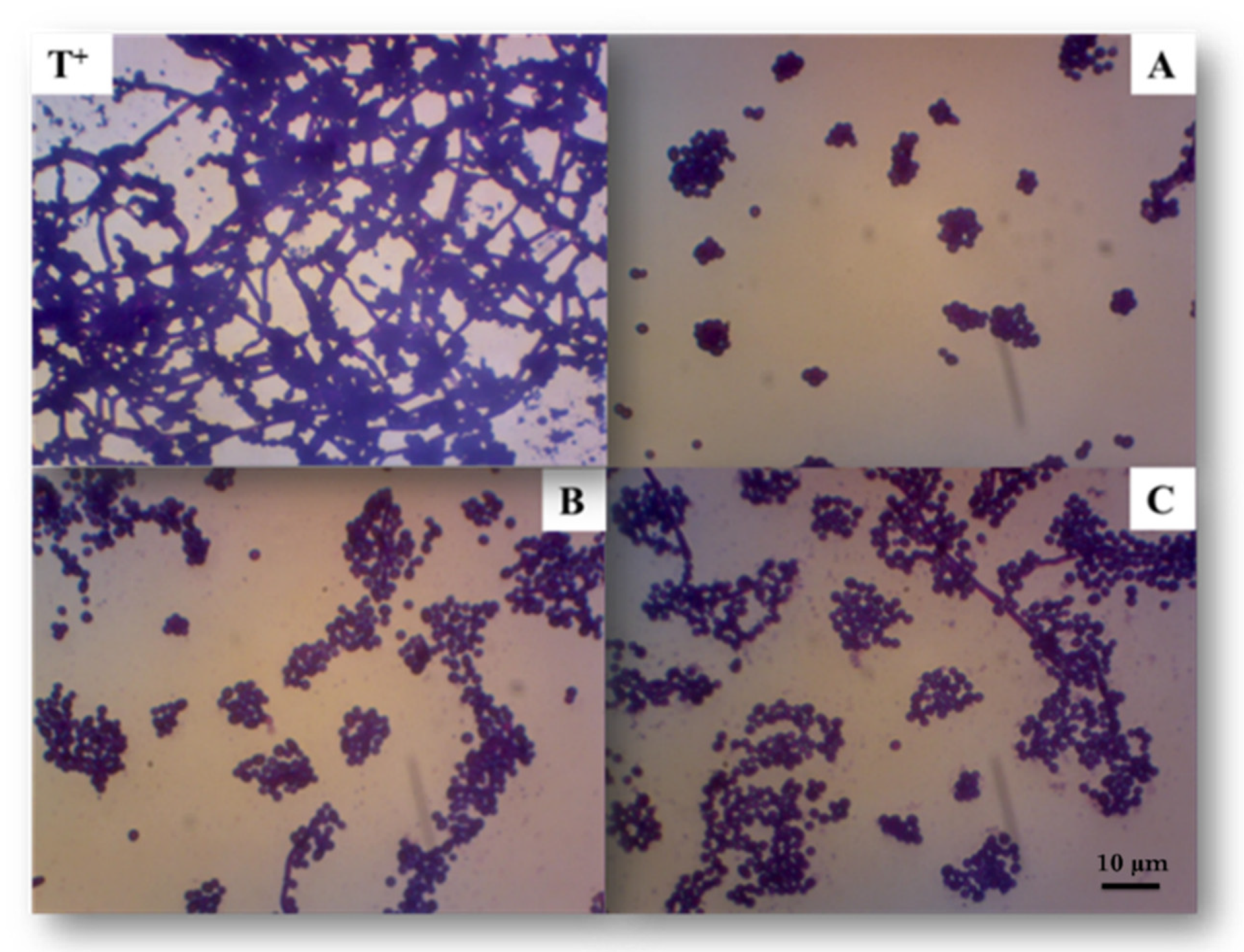 Marinedrugs 19 00066 g004