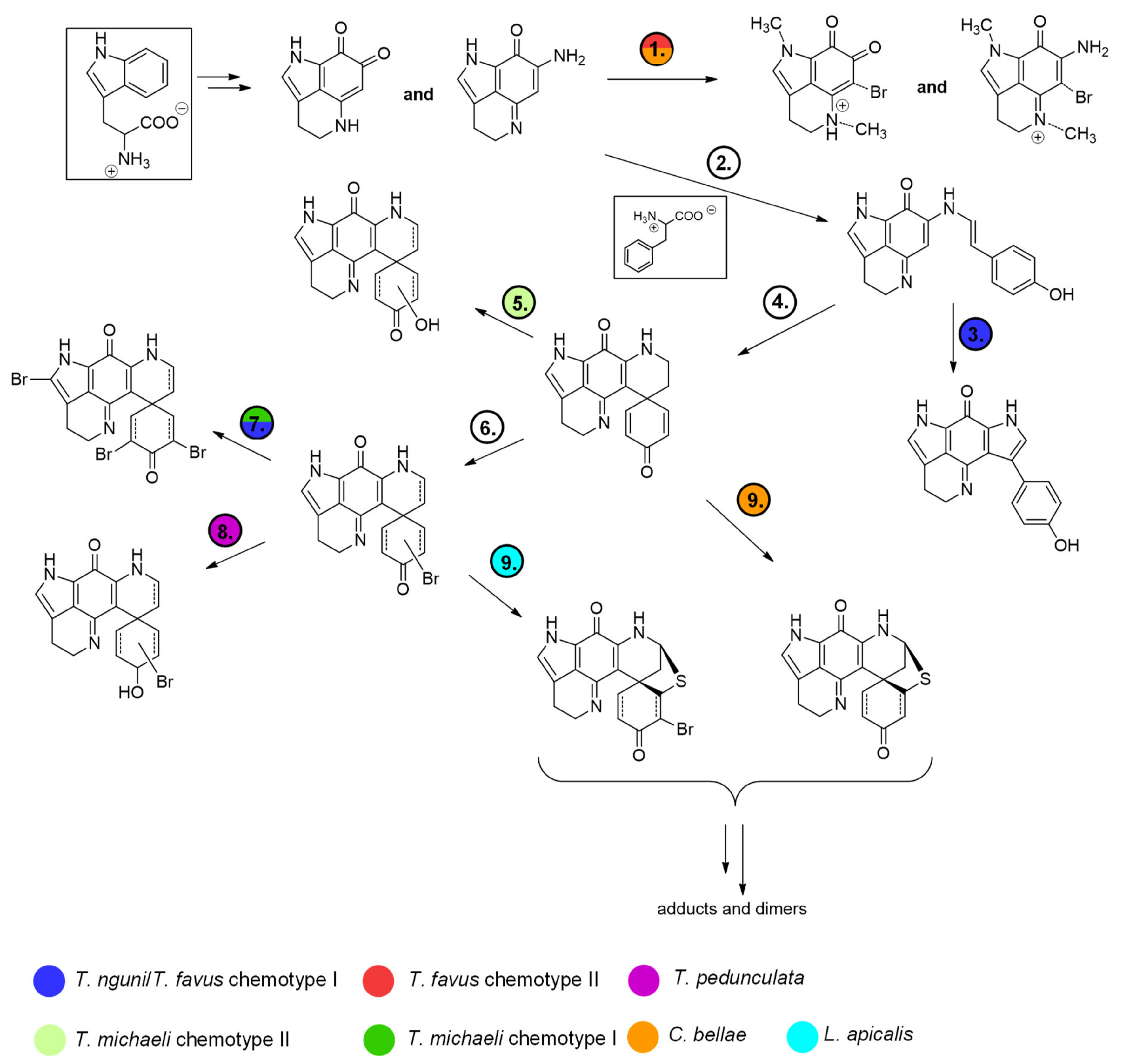 Marinedrugs 19 00068 g013