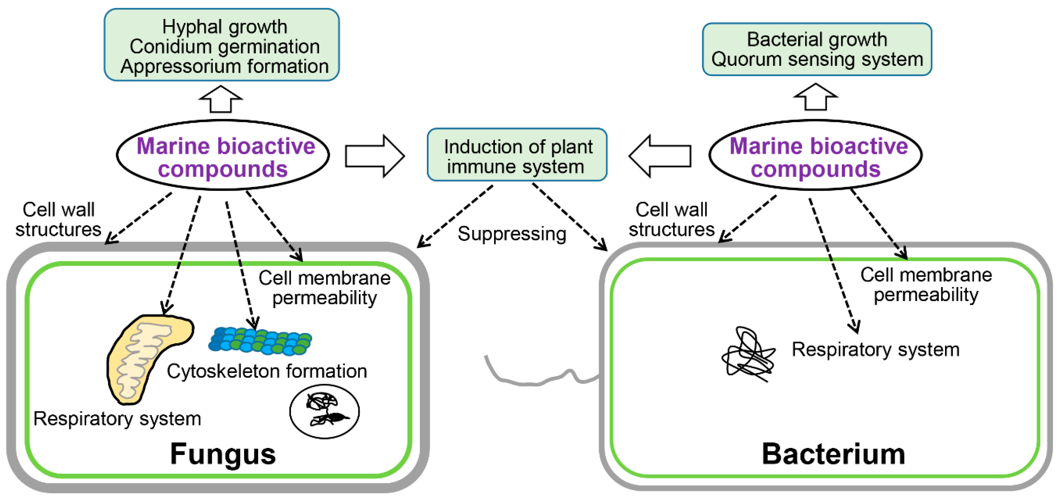 Marinedrugs 19 00069 g007