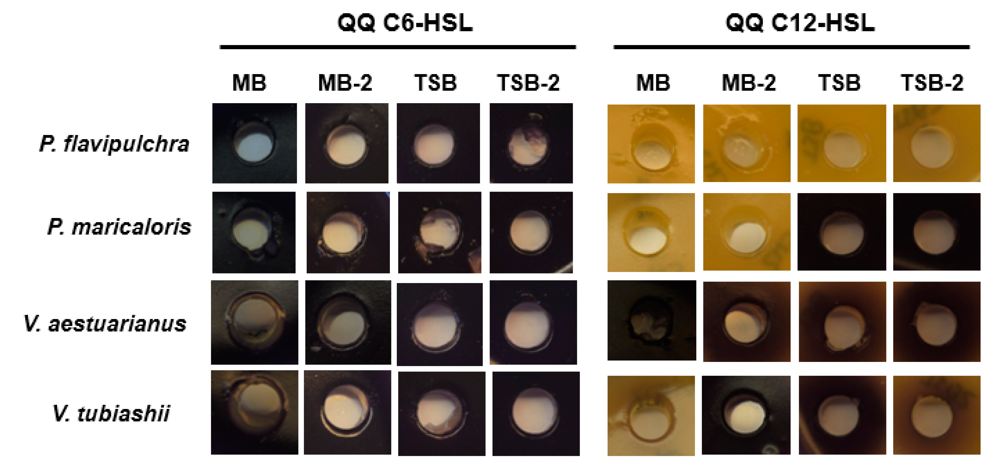 Marinedrugs 19 00074 g002