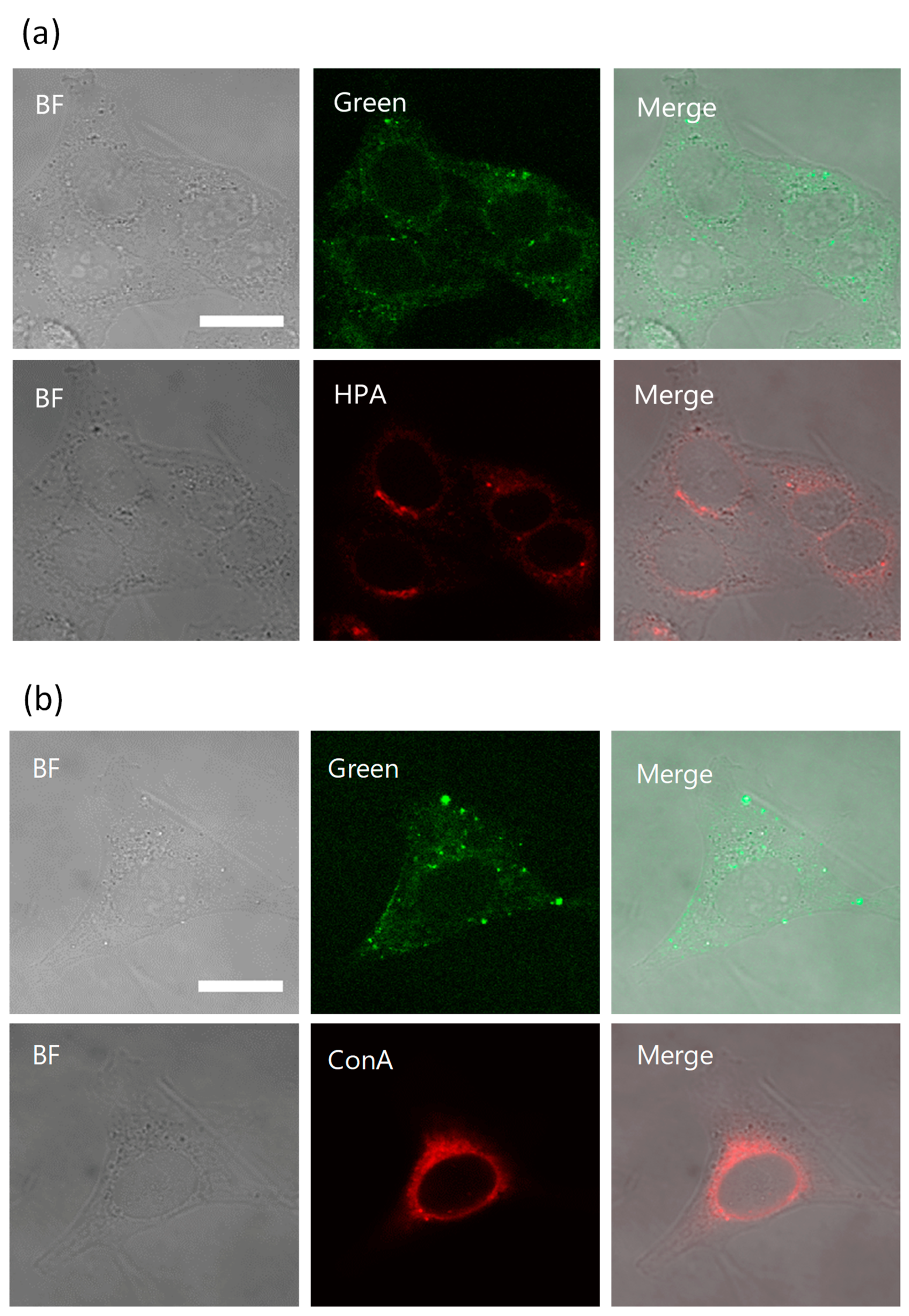 Marinedrugs 19 00076 g004