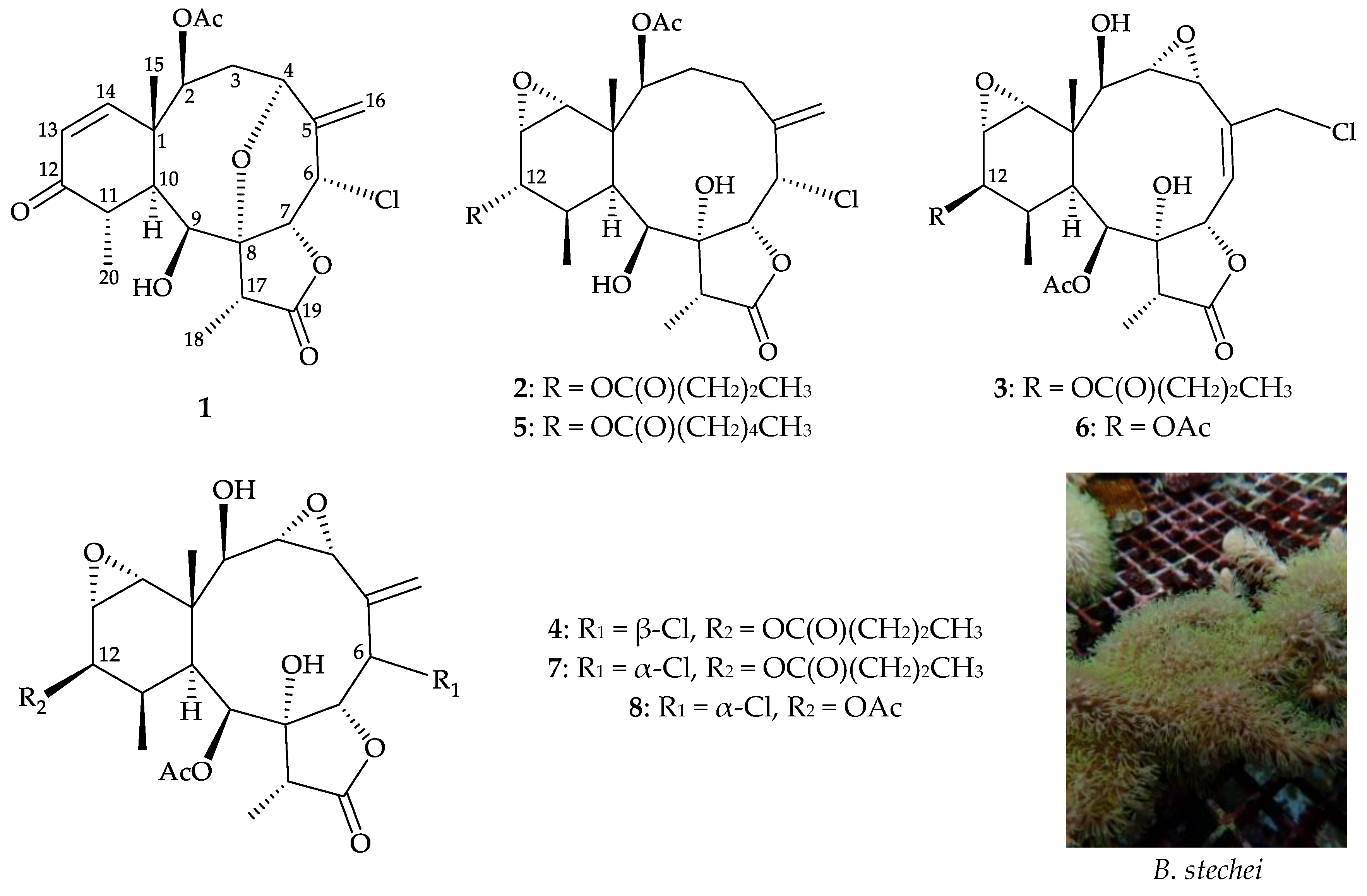 Marinedrugs 19 00077 g001