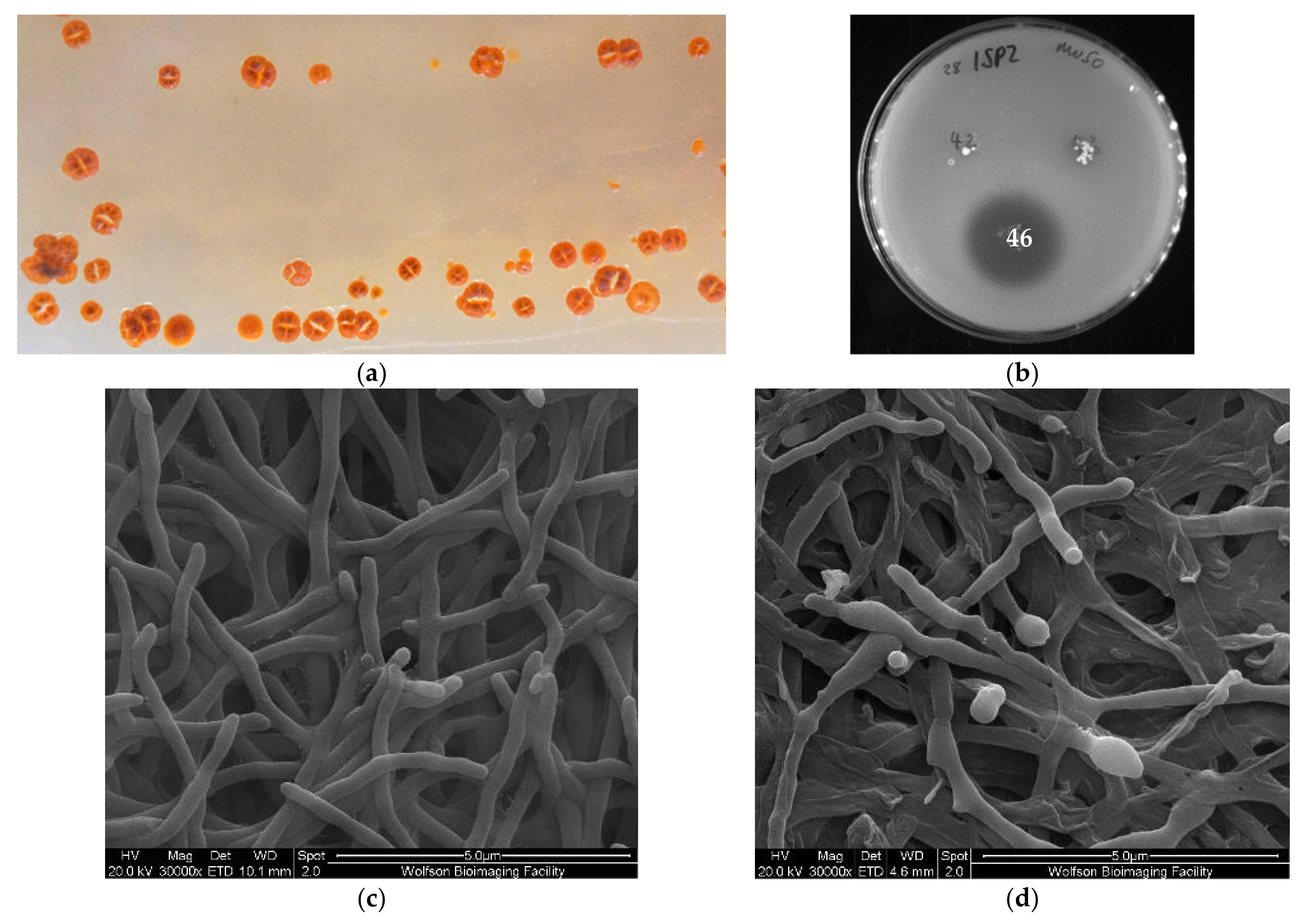 Marinedrugs 19 00105 g002