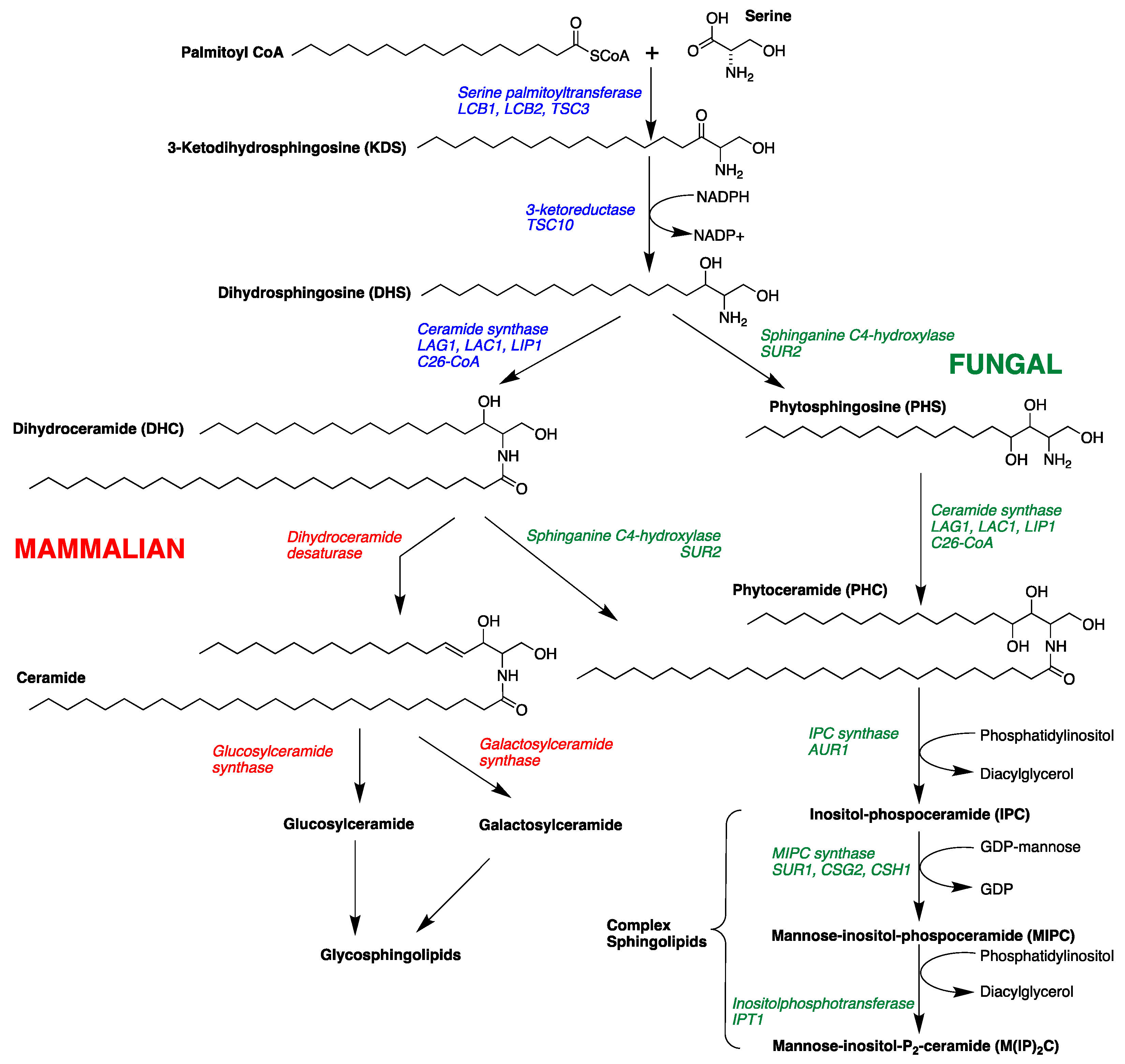 Marinedrugs 19 00126 g001