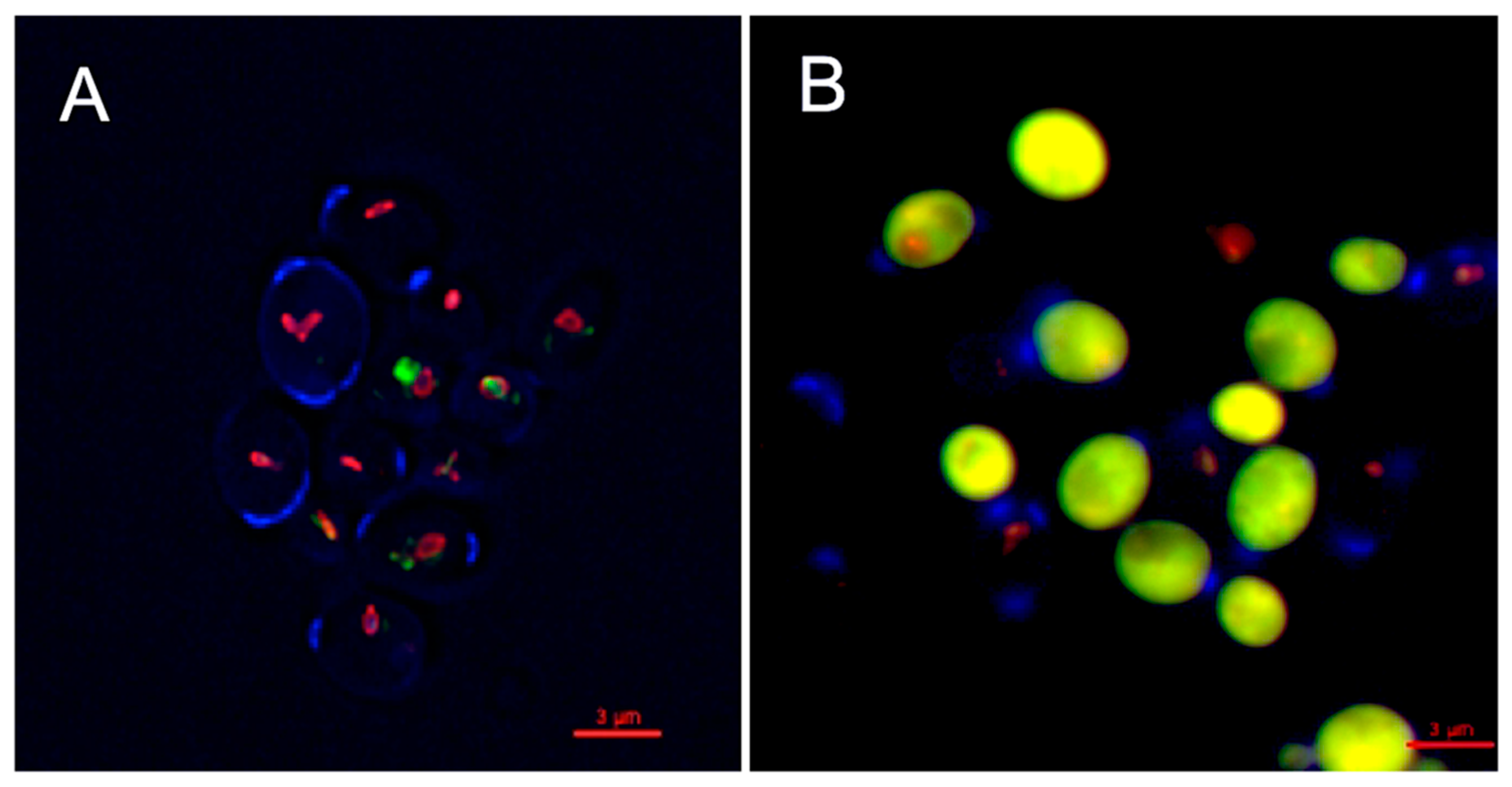 Marinedrugs 19 00126 g004